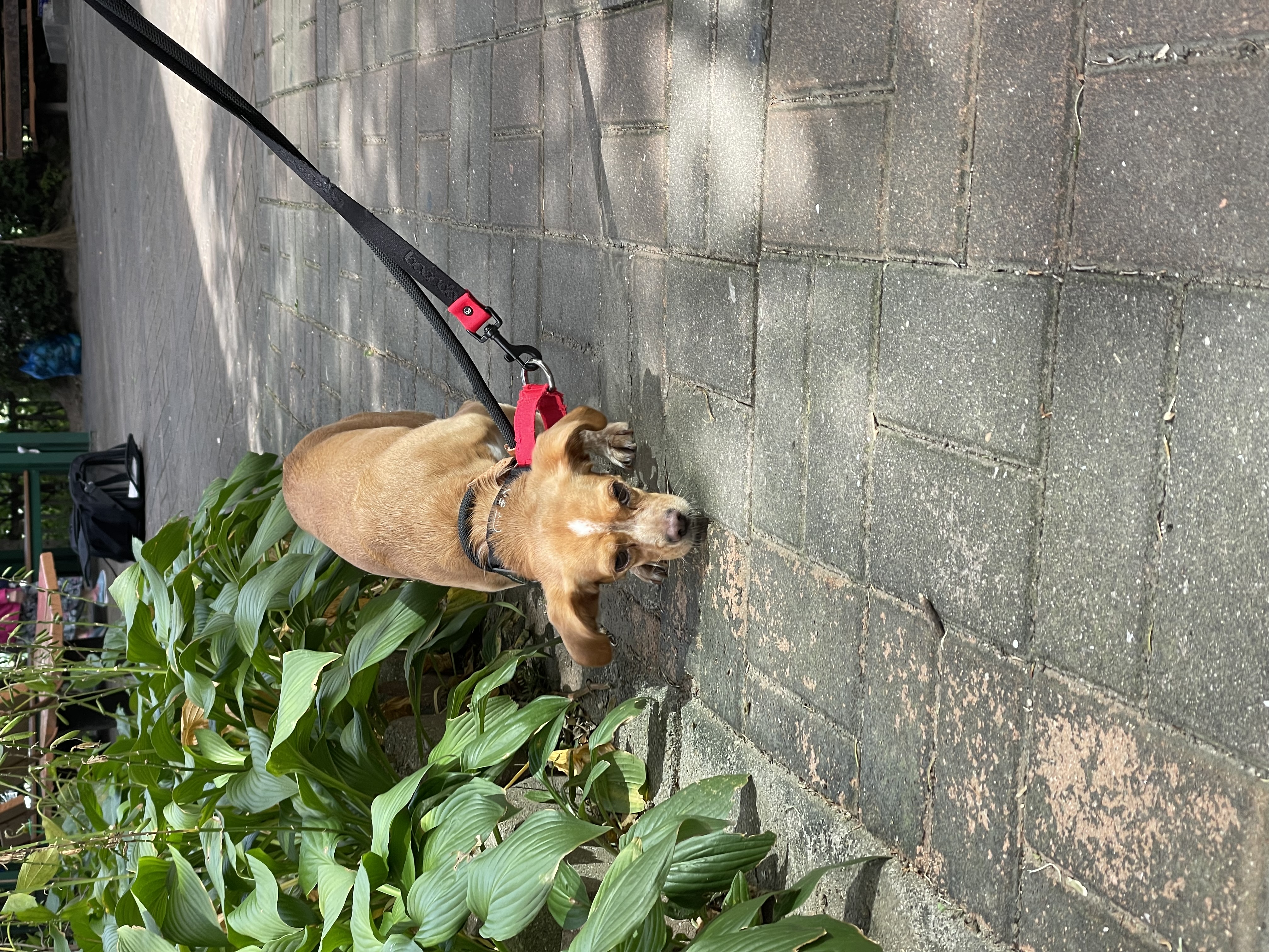 밤이(삐삐)소식을 전합니다