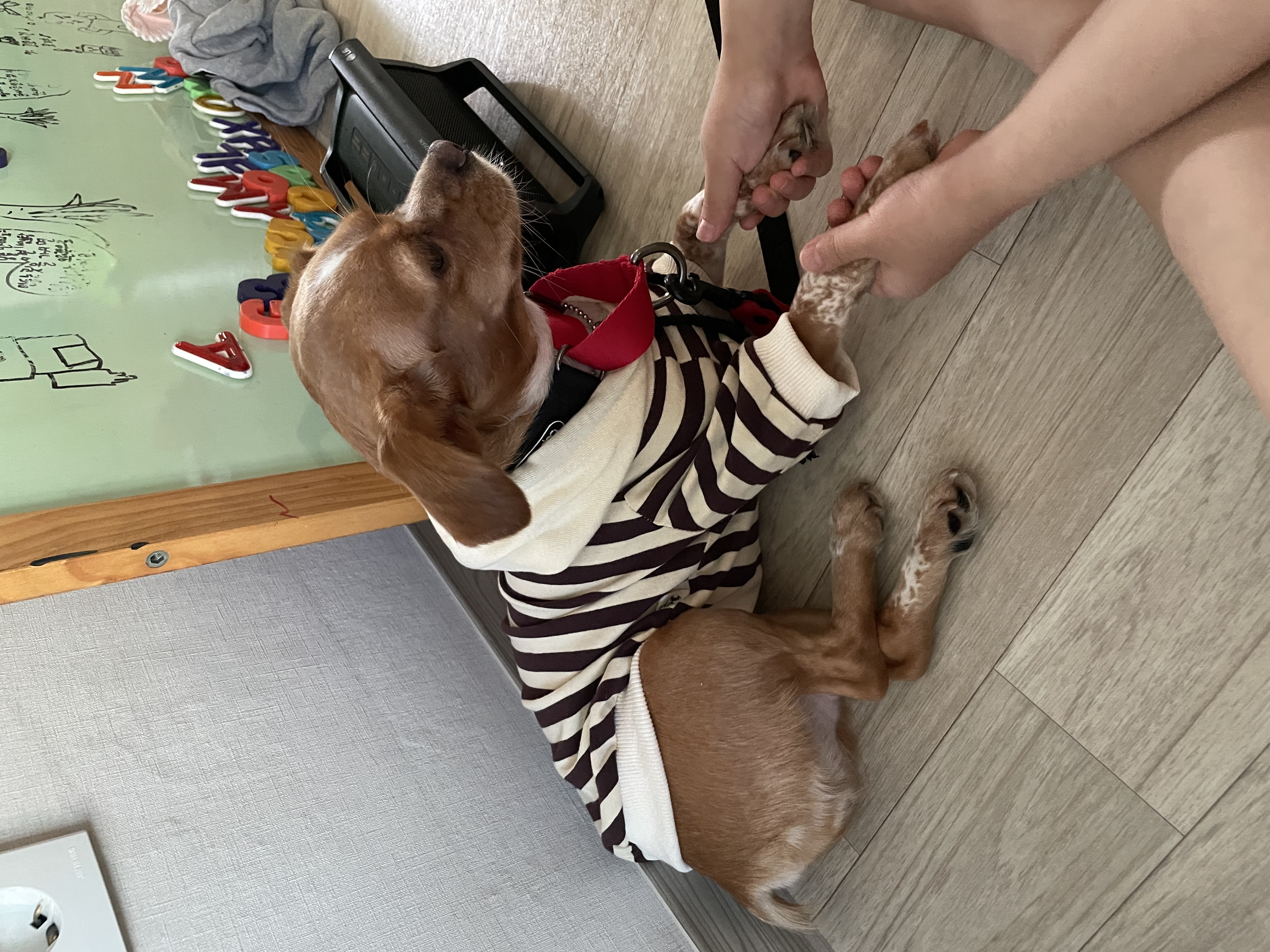 밤이(삐삐)소식을 전합니다