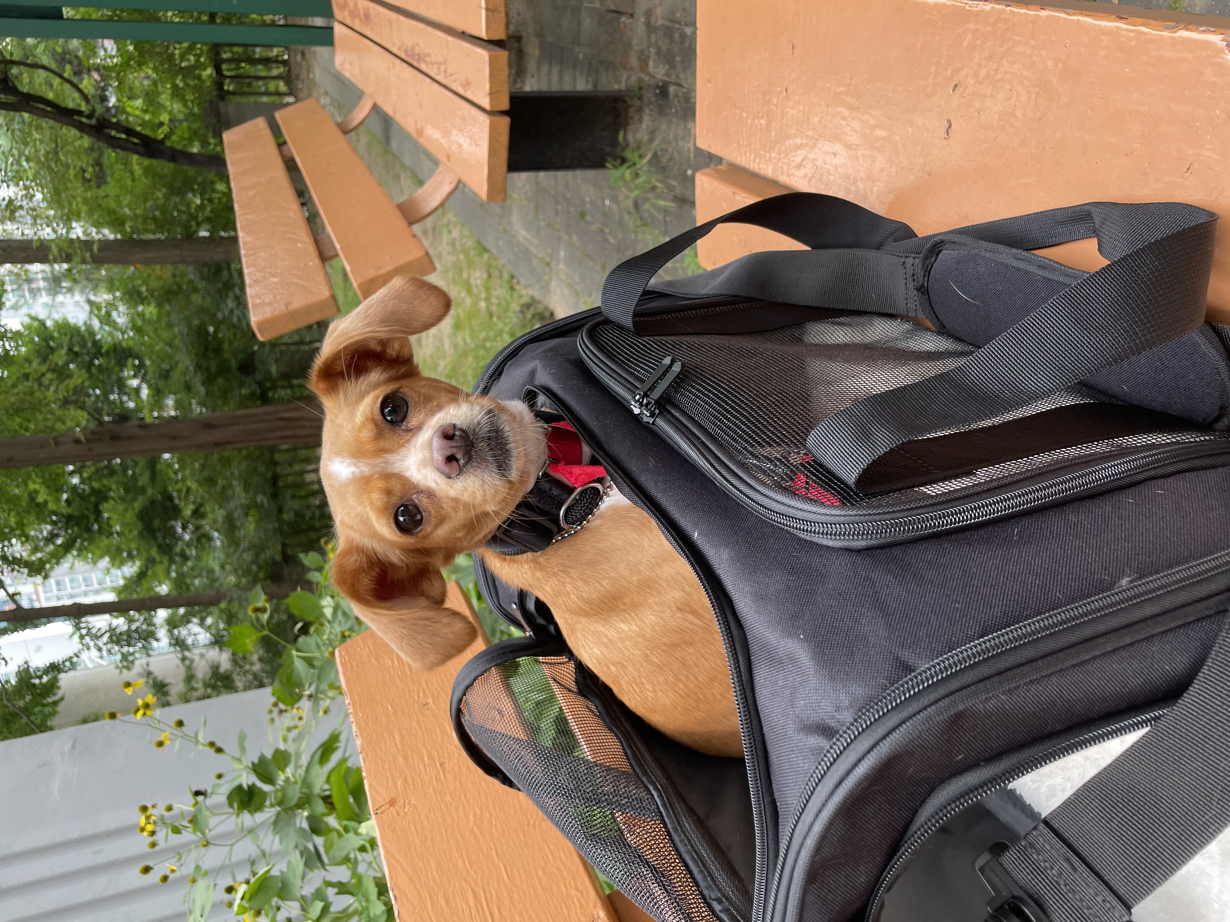 밤이(삐삐)소식을 전합니다