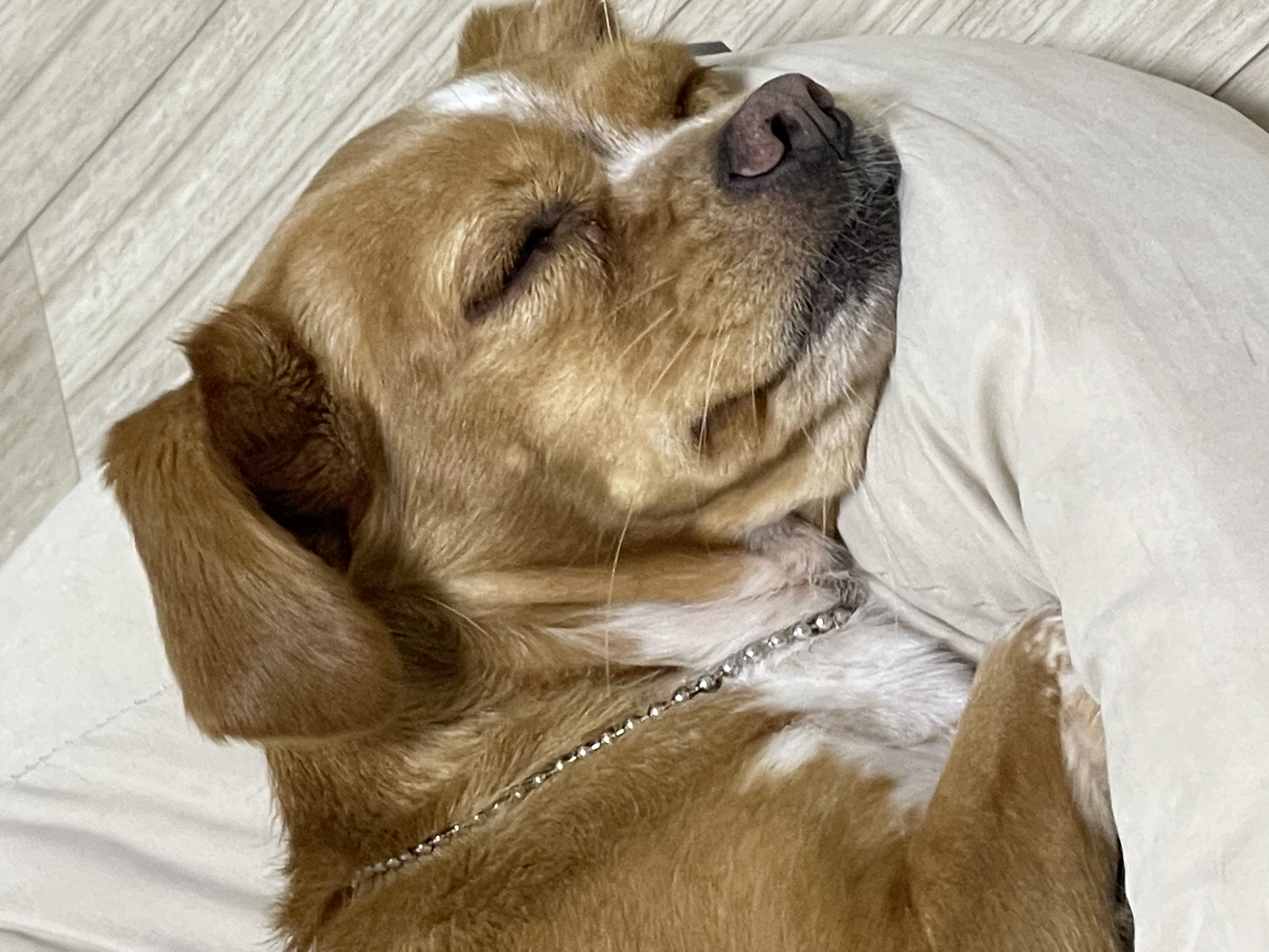 밤이(삐삐)소식을 전합니다