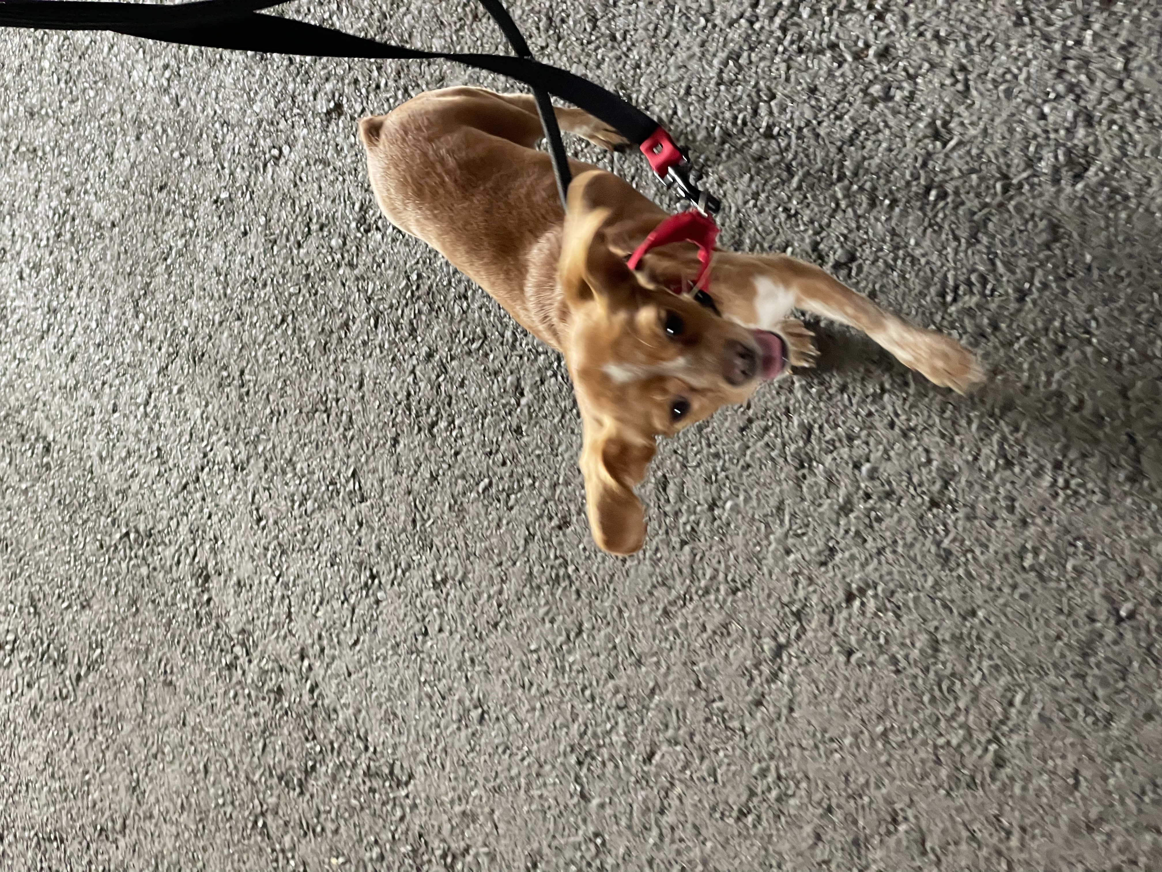 밤이(삐삐)소식을 전합니다