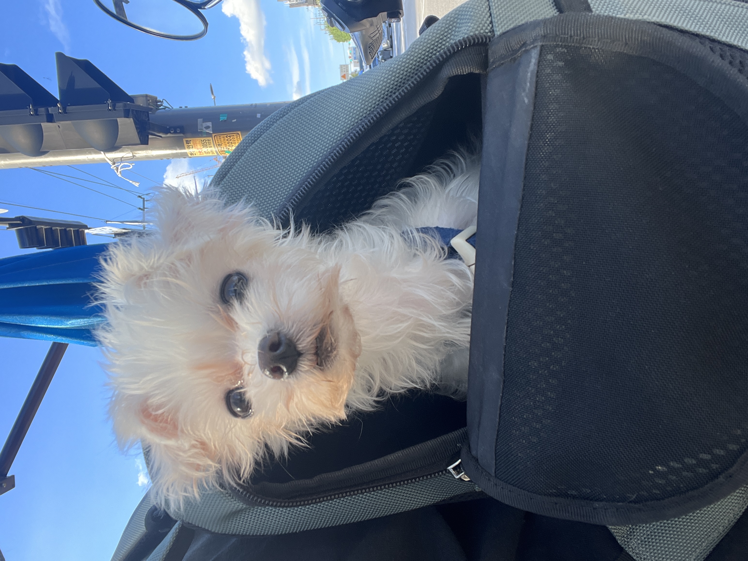 구 삼원 현 미소 임보 한달기