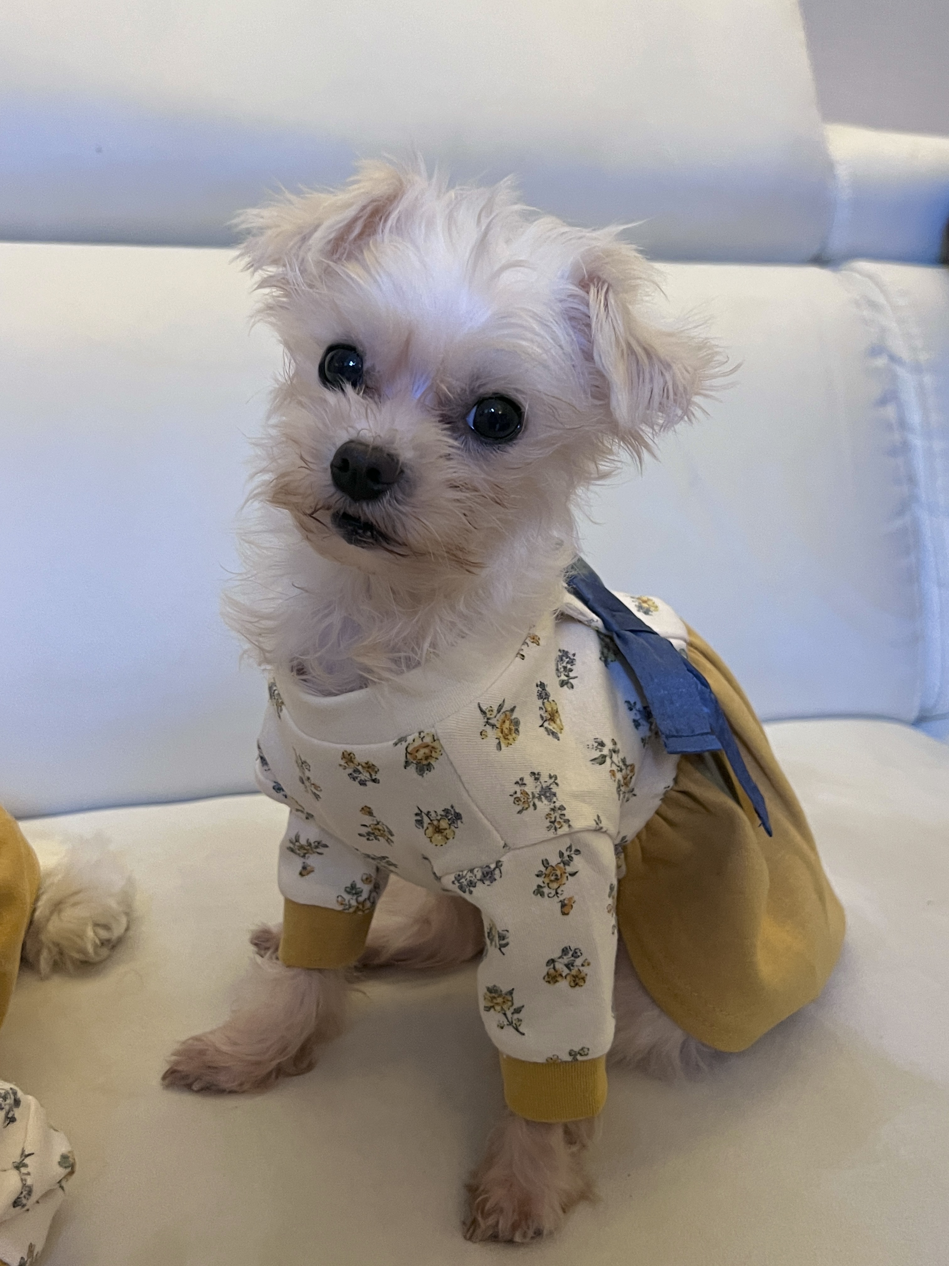 구 삼원 현 미소 임보 한달기