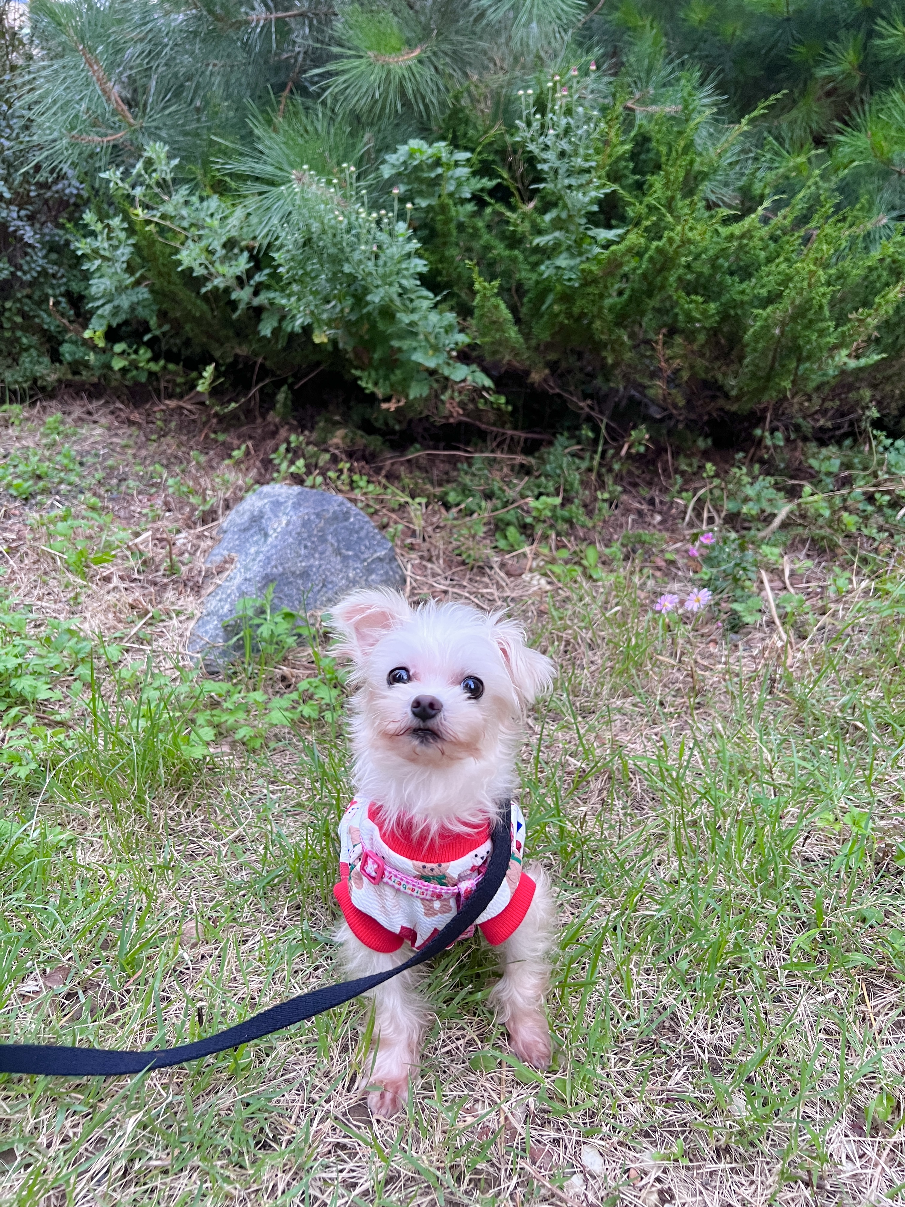 구 삼원 현 미소 임보 한달기