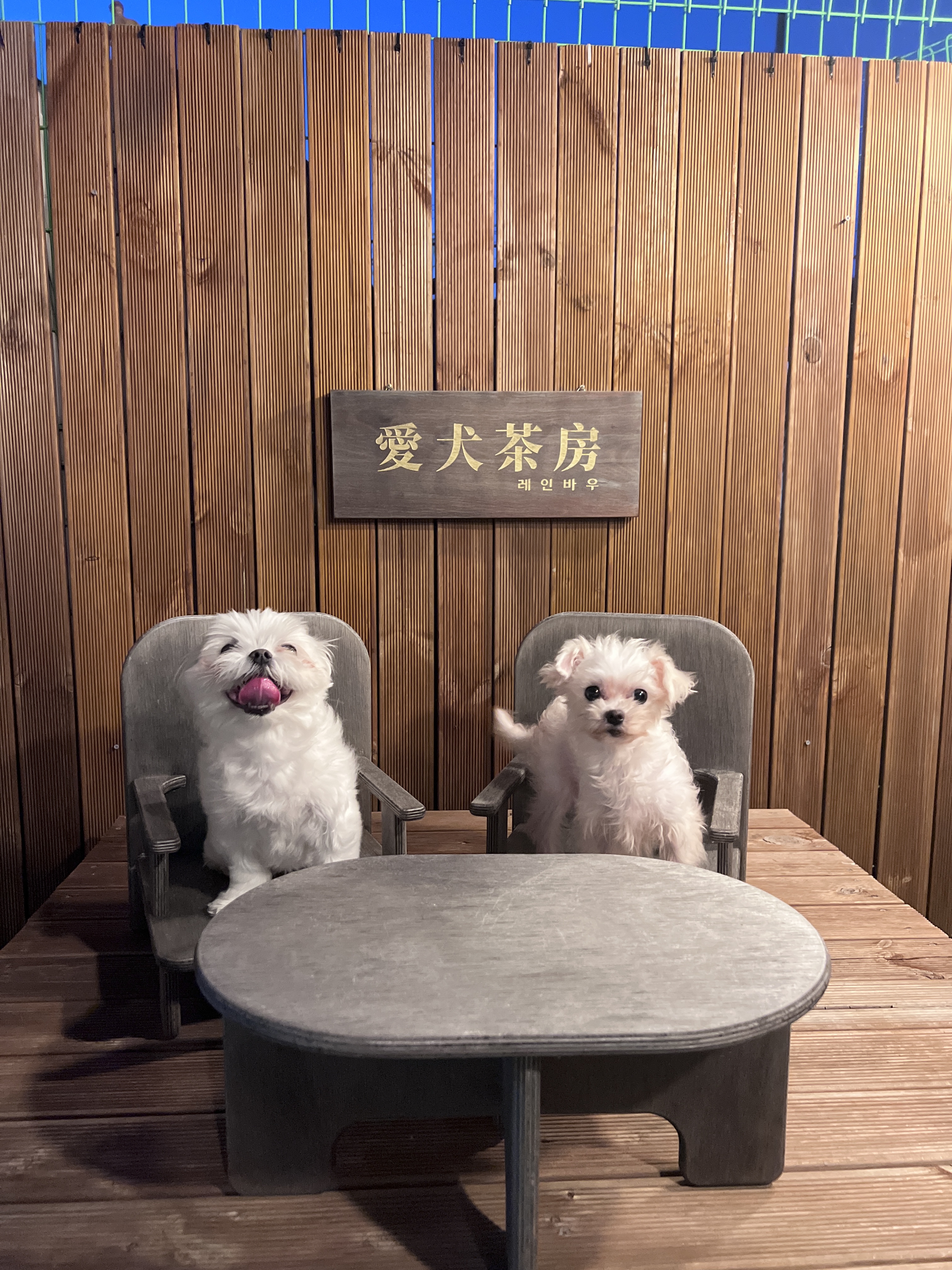 구 삼원 현 미소 임보 한달기