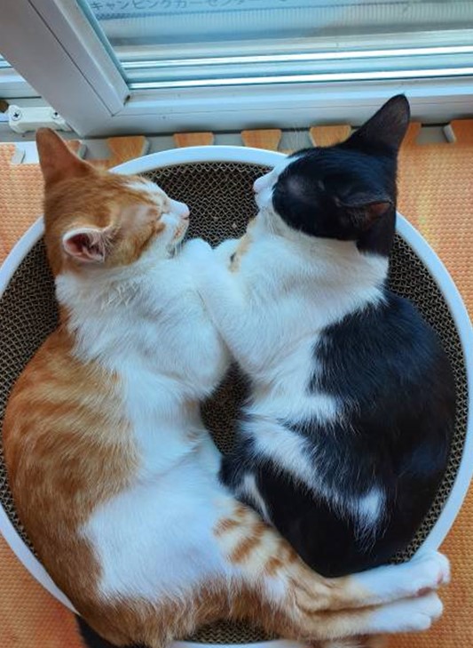 힘찬이와 무럭이와 함께한 3개월