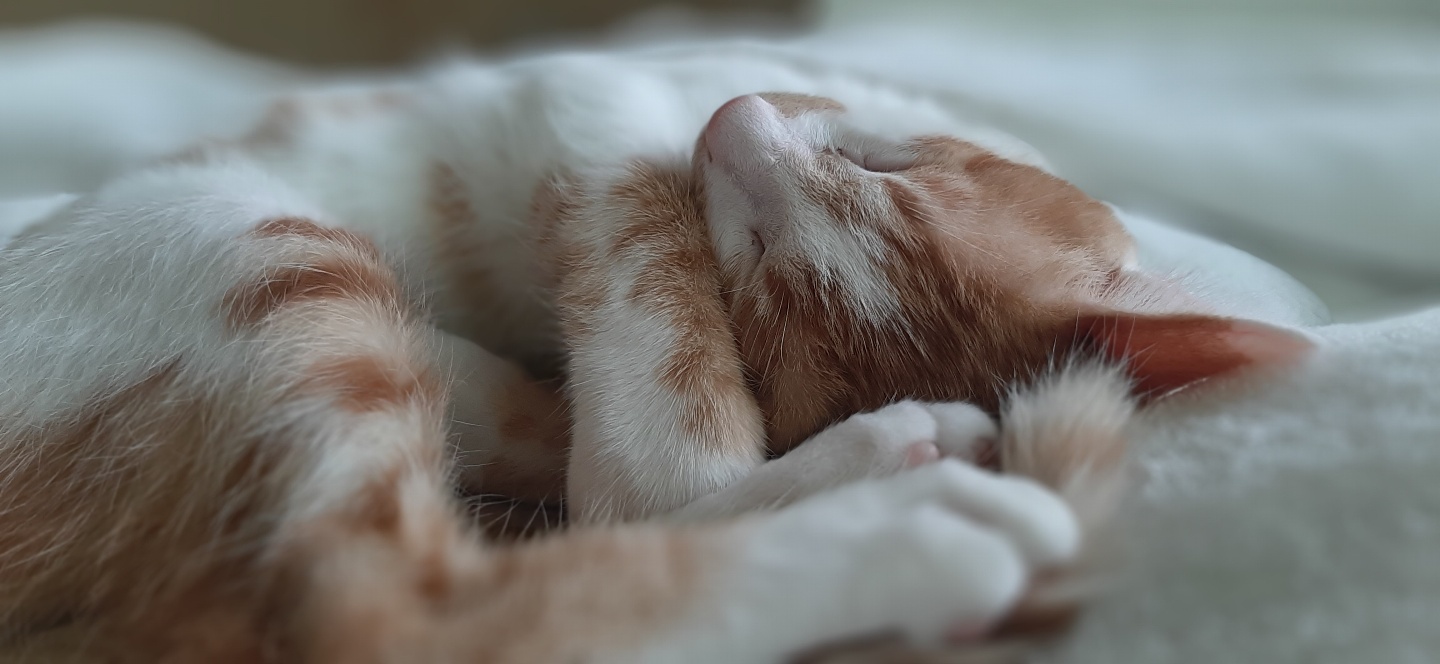 힘찬이와 무럭이와 함께한 3개월