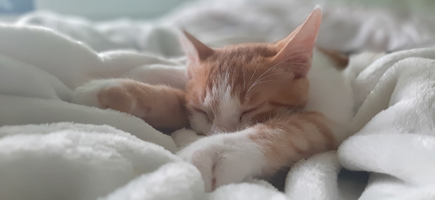 힘찬이와 무럭이와 함께한 3개월