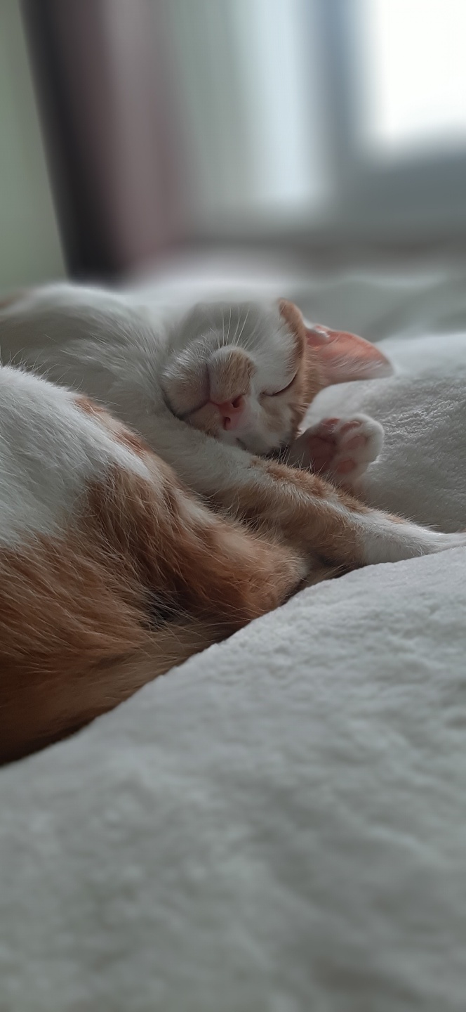 힘찬이와 무럭이와 함께한 3개월