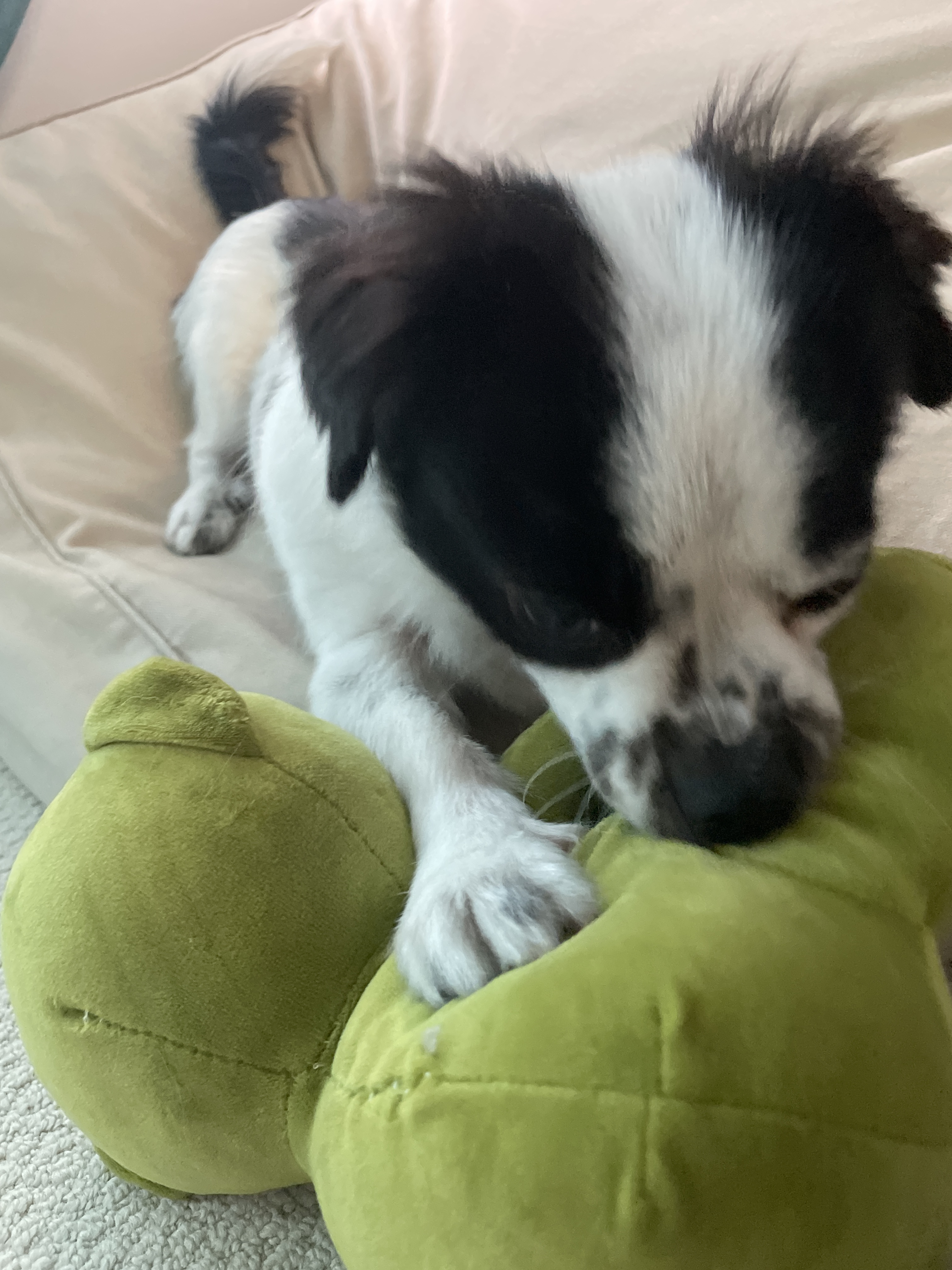 오구가 이지된 지 벌써 일년이에요~!