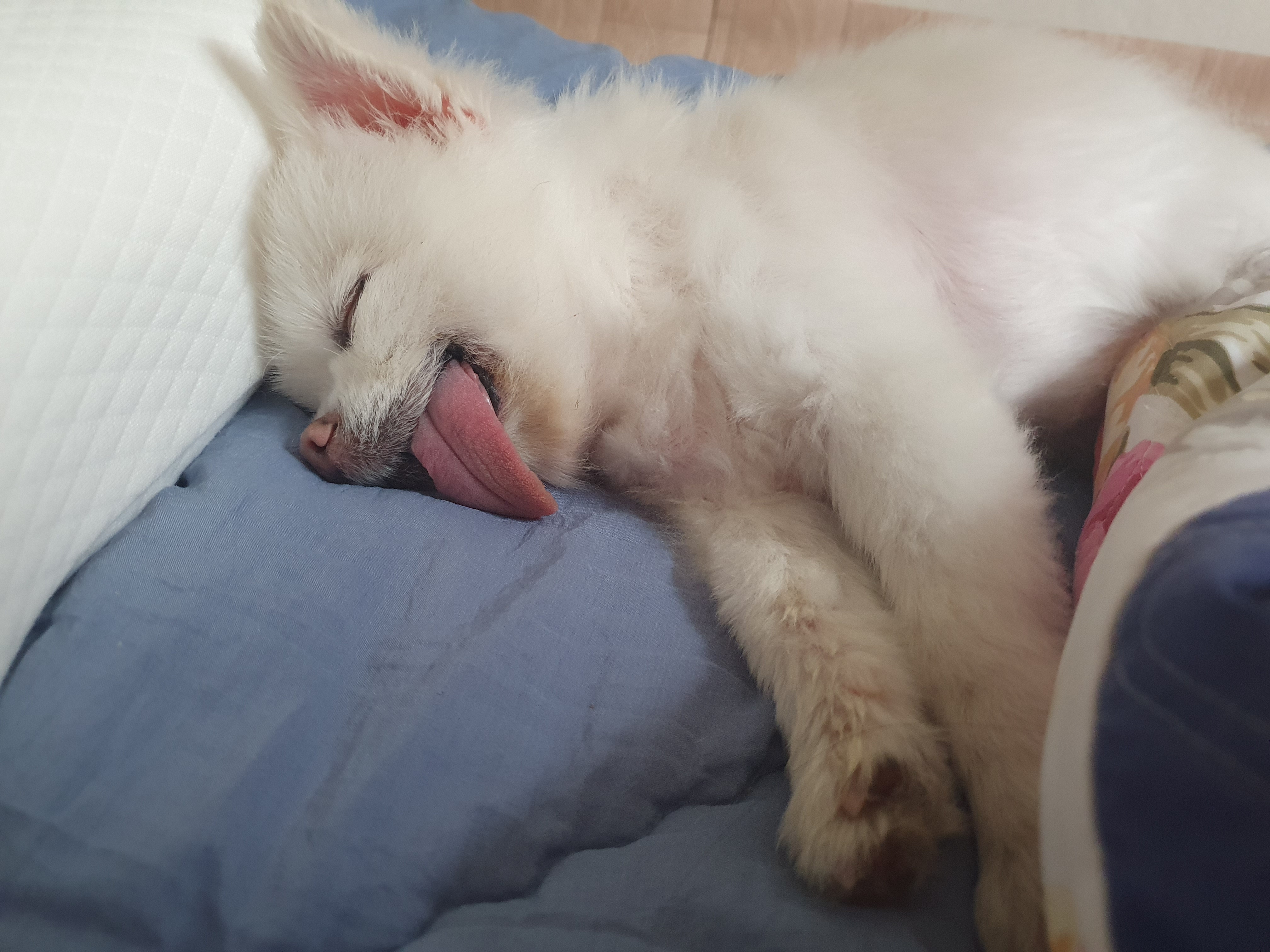 뽀송이 잘 있어