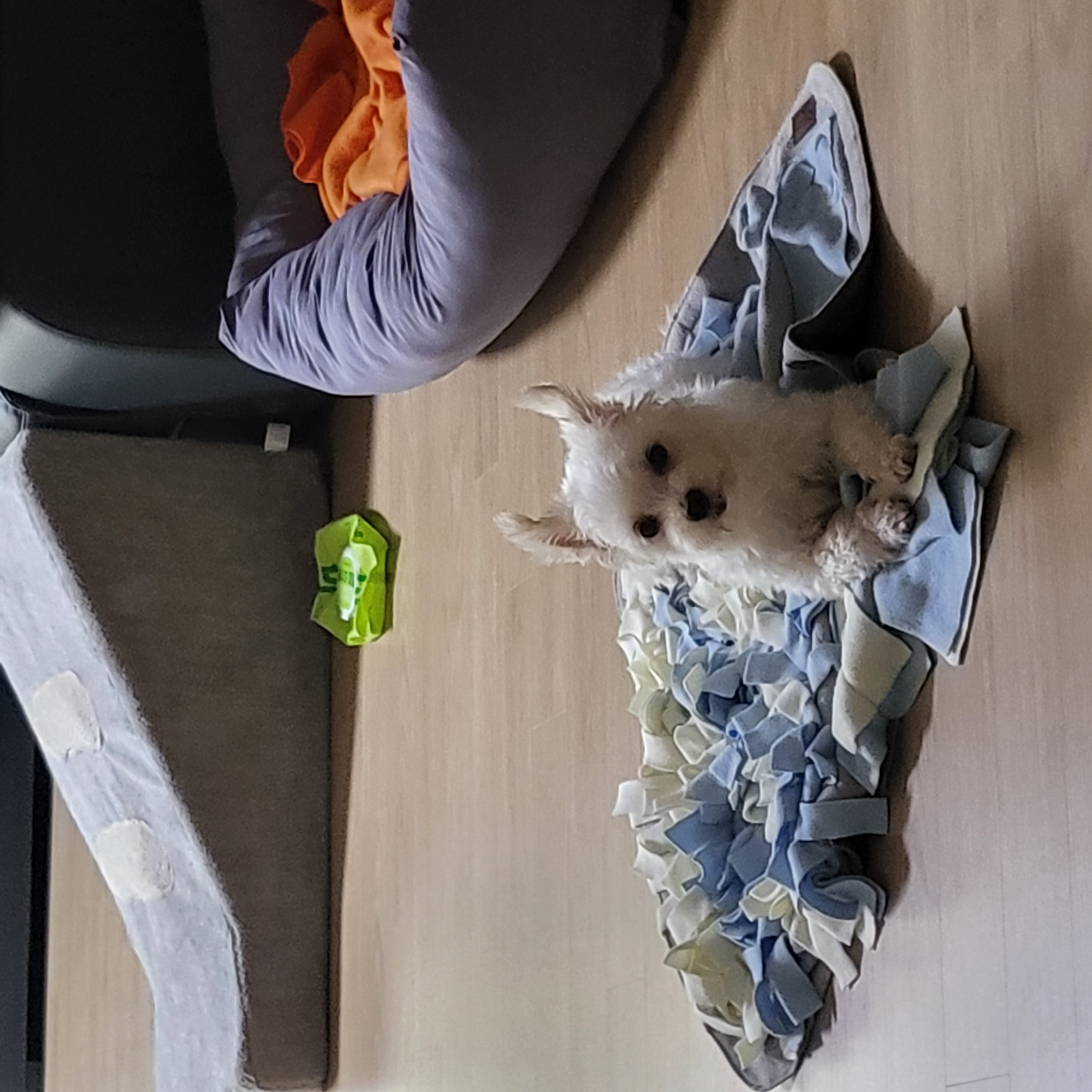 포오(현 배추) 입양 한달 후기