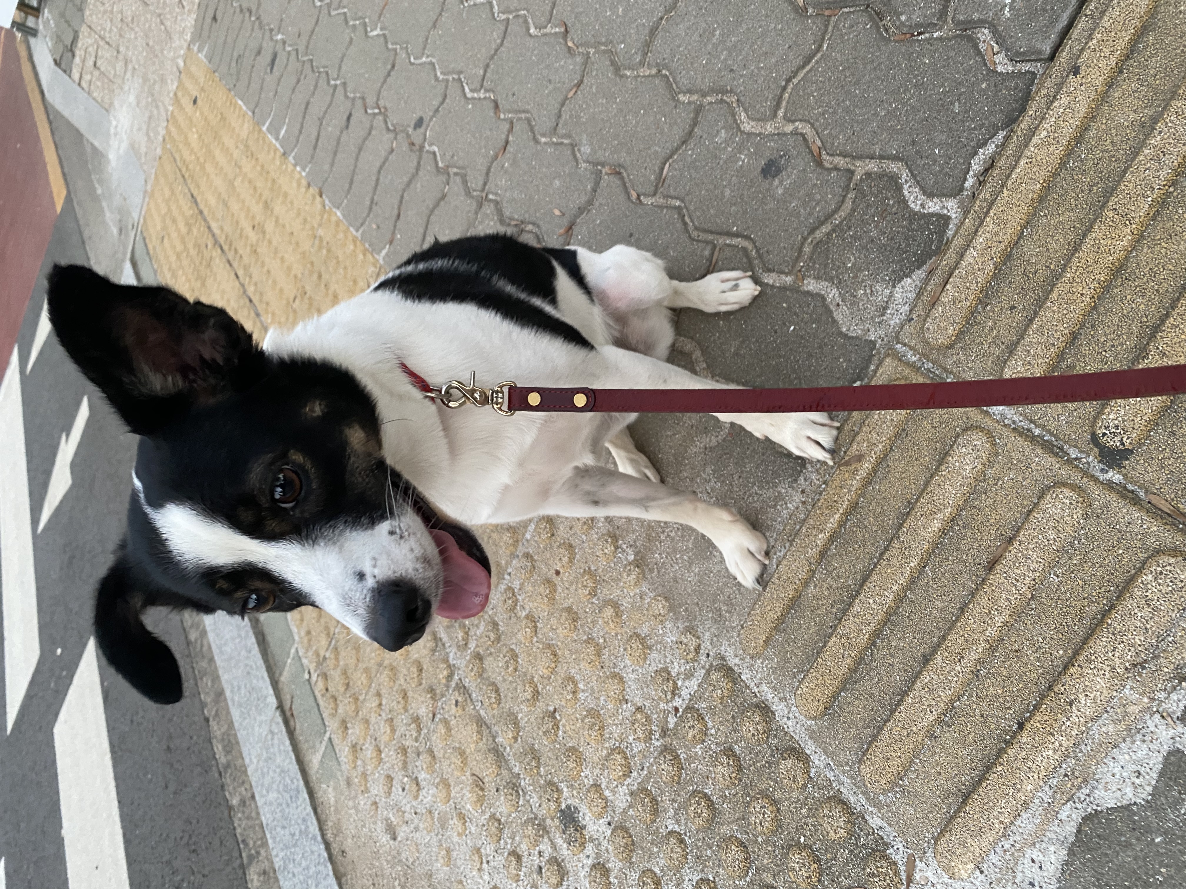 구 멍순 현 벼루 입양 2년