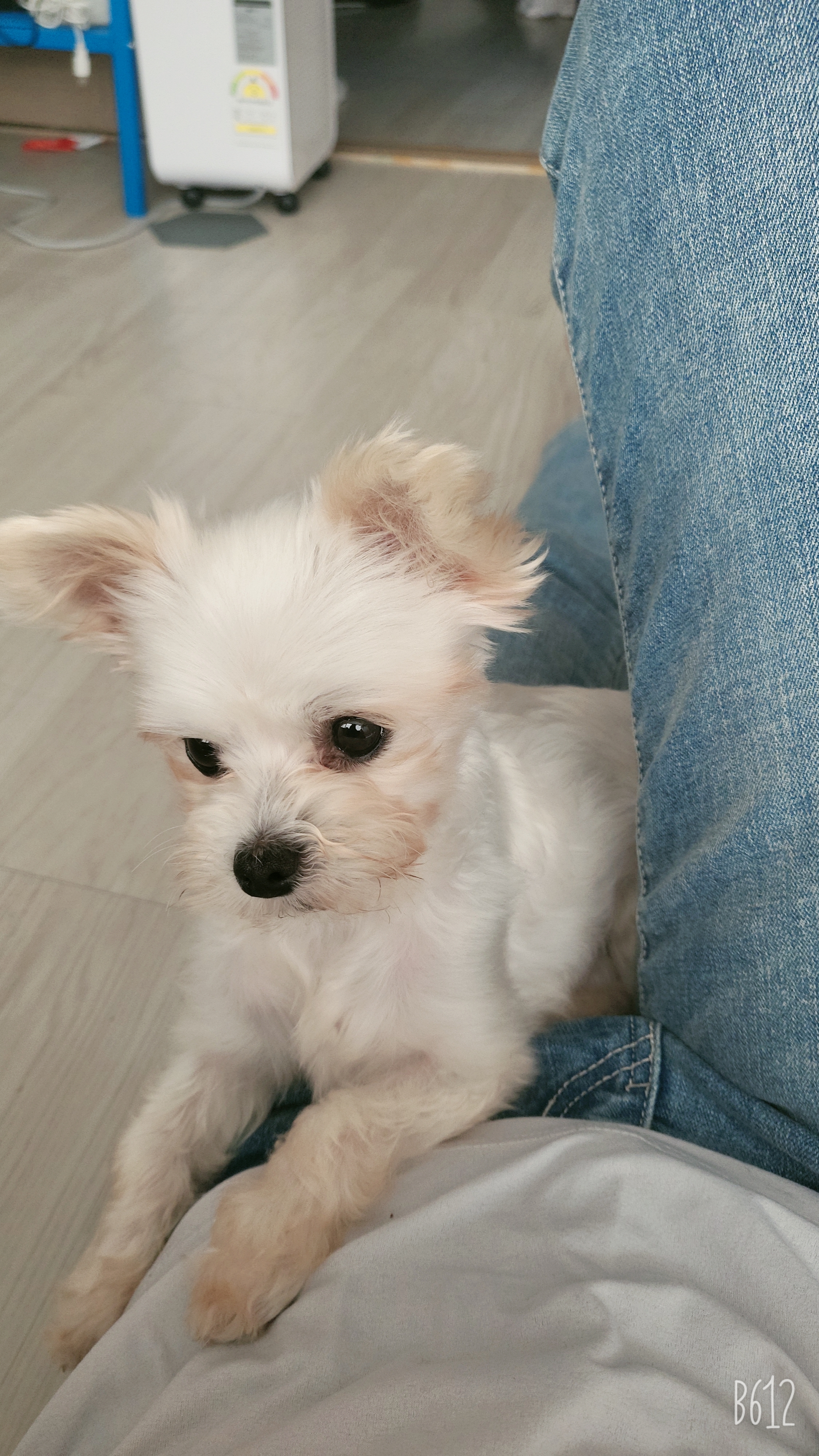 아산구조견 오슬이(현 밥풀이)와 한달