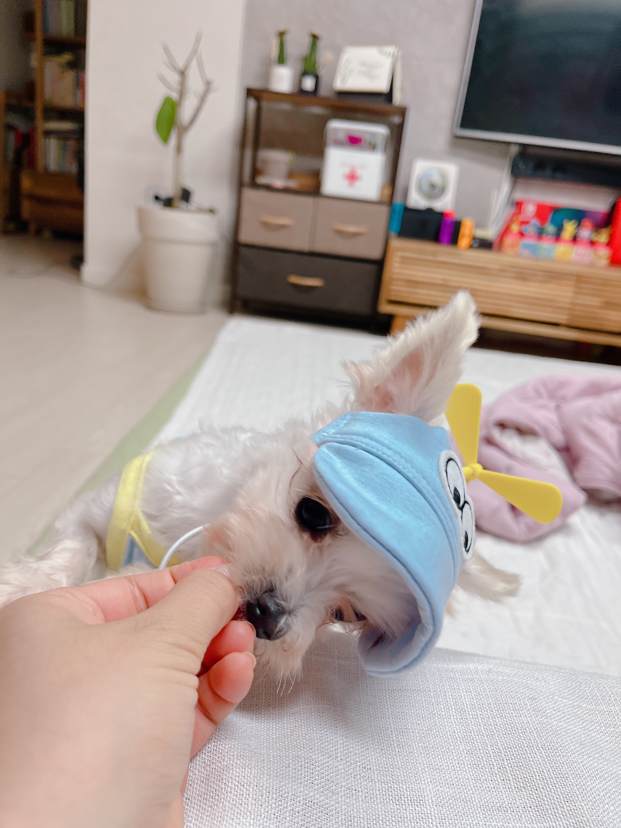 아산구조견 오슬이(현 밥풀이)와 한달