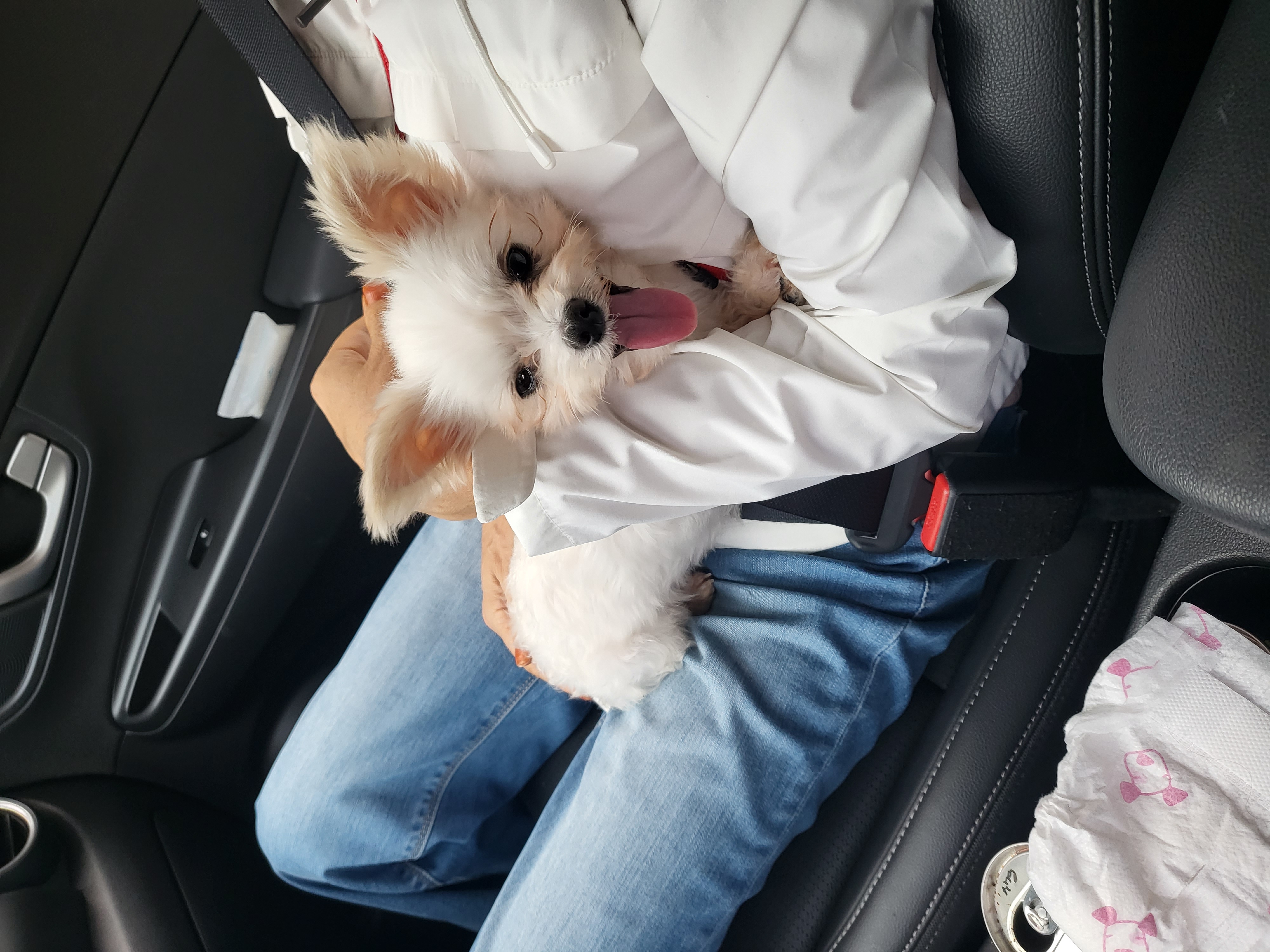 아산구조견 오슬이(현 밥풀이)와 한달