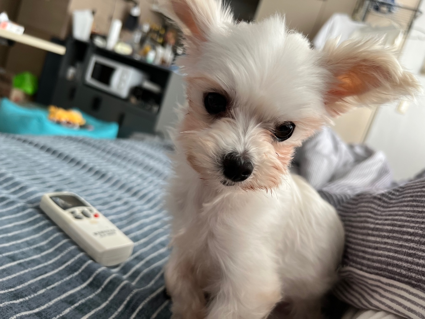 아산구조견 오슬이(현 밥풀이)와 한달