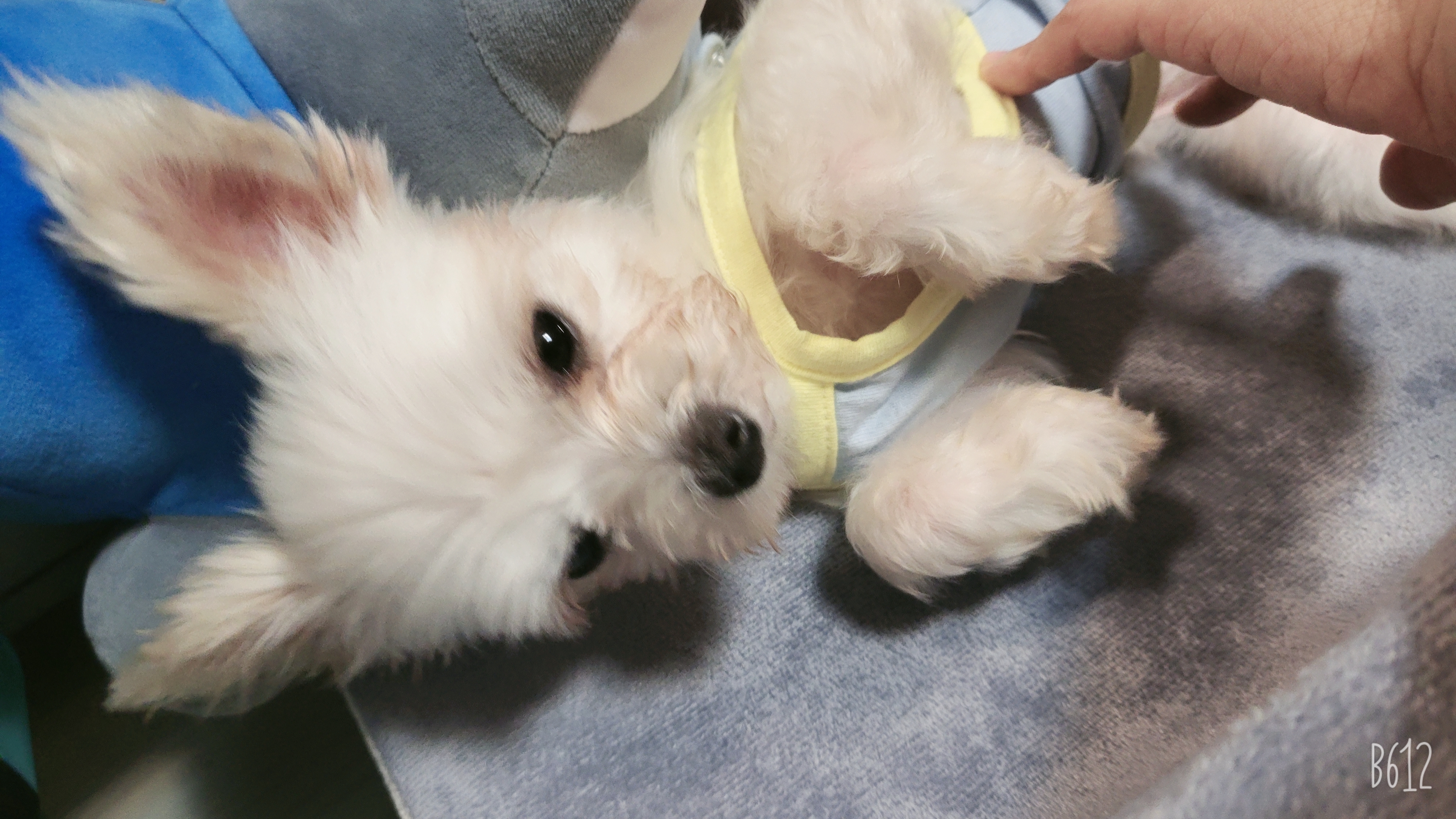 아산구조견 오슬이(현 밥풀이)와 한달