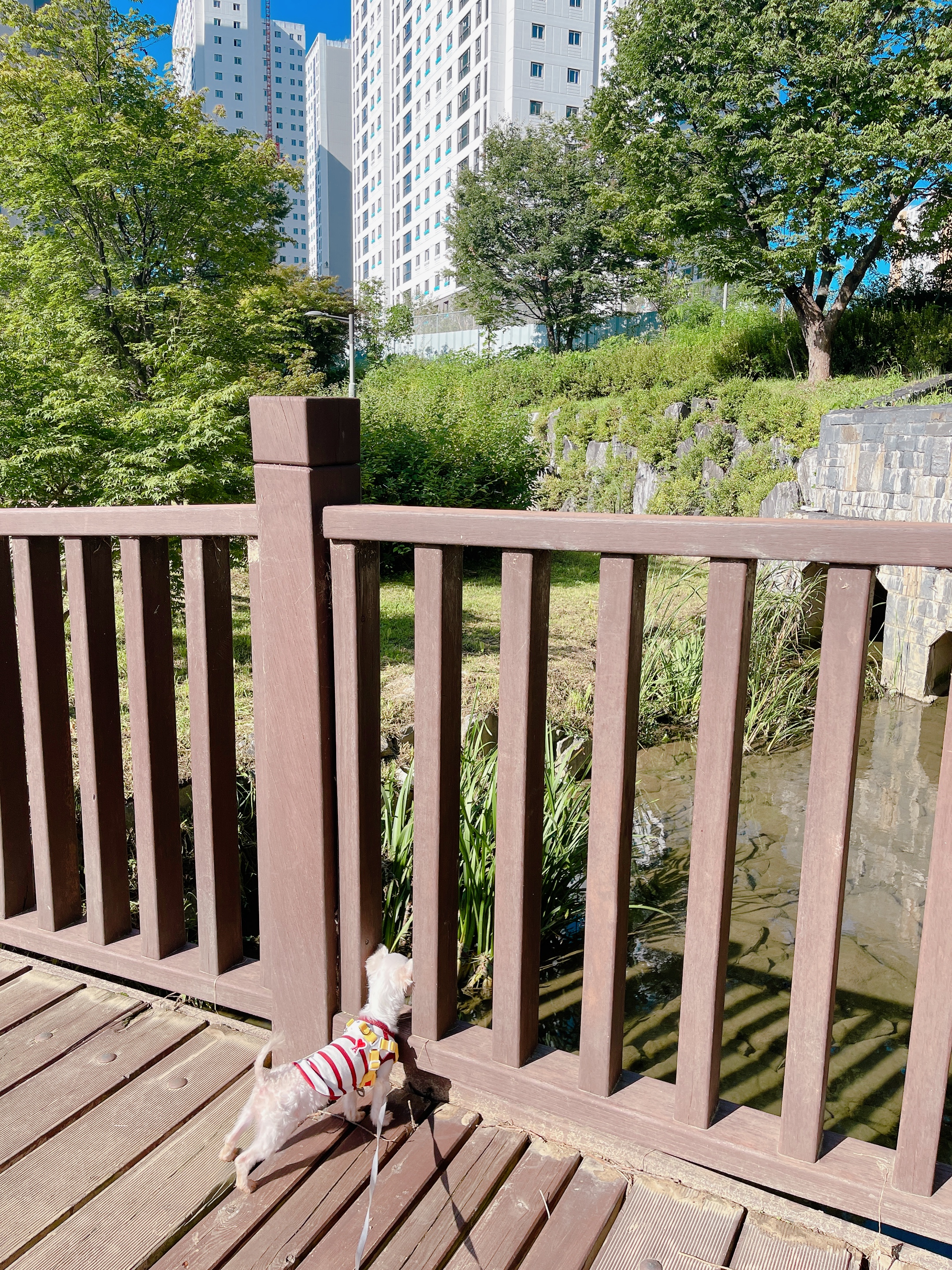 아산구조견 오슬이(현 밥풀이)와 한달