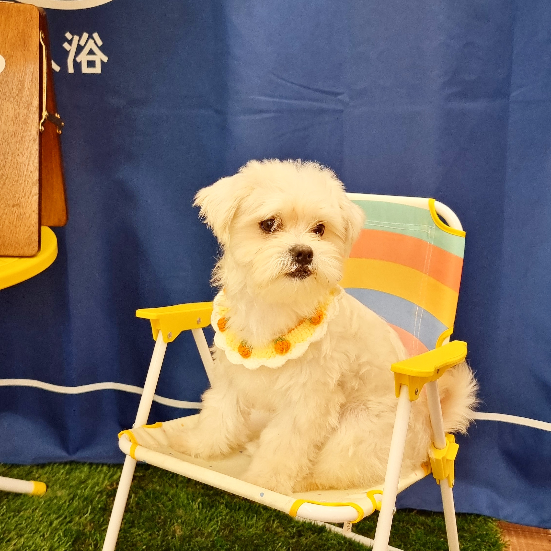 두유(포청) 입양 한달 후기