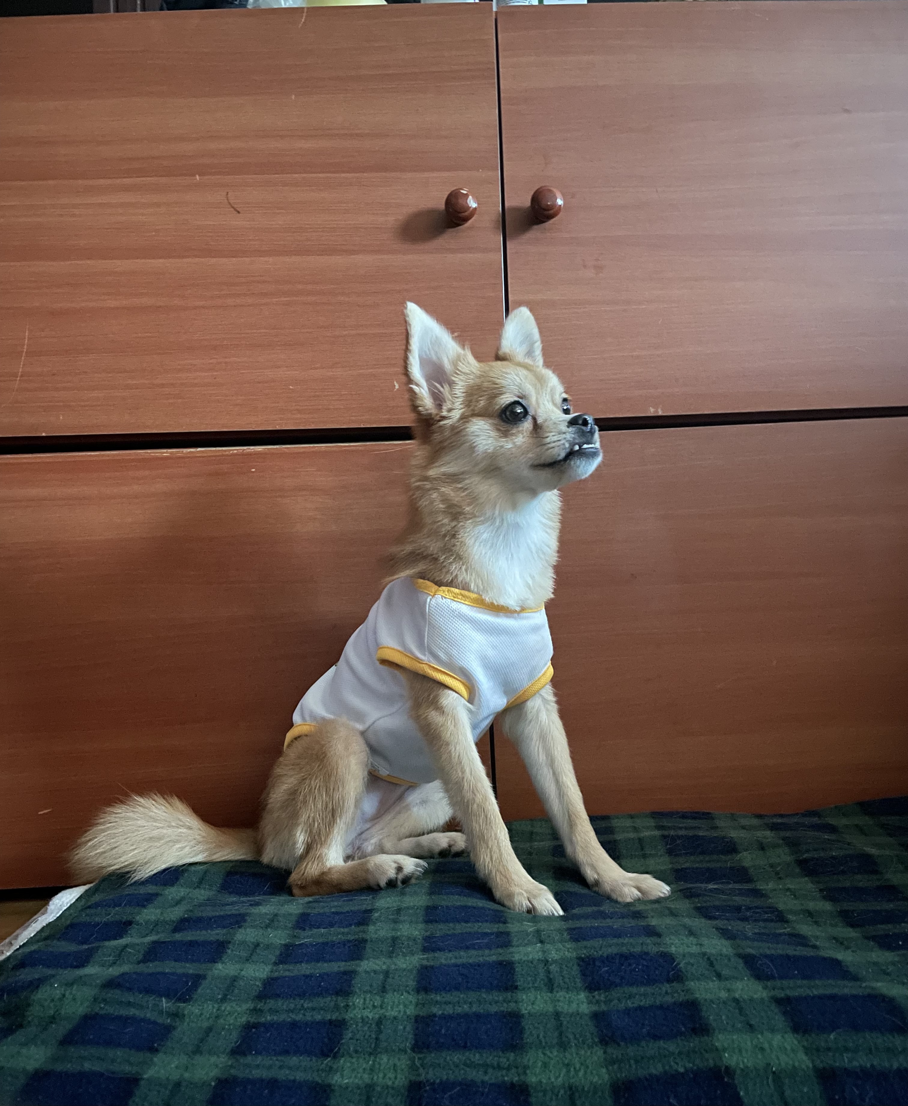 오원(현 미로) 입양 후 한달이야기