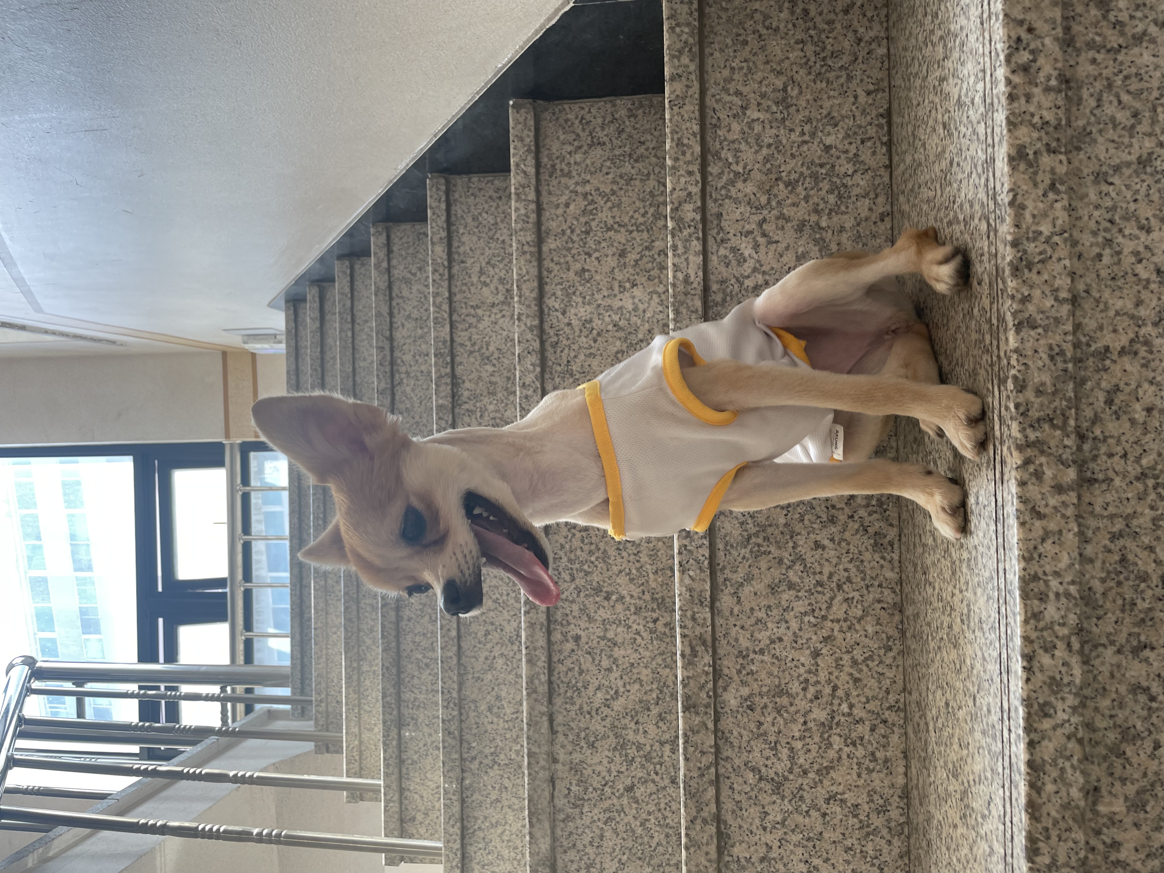 오원(현 미로) 입양 후 한달이야기