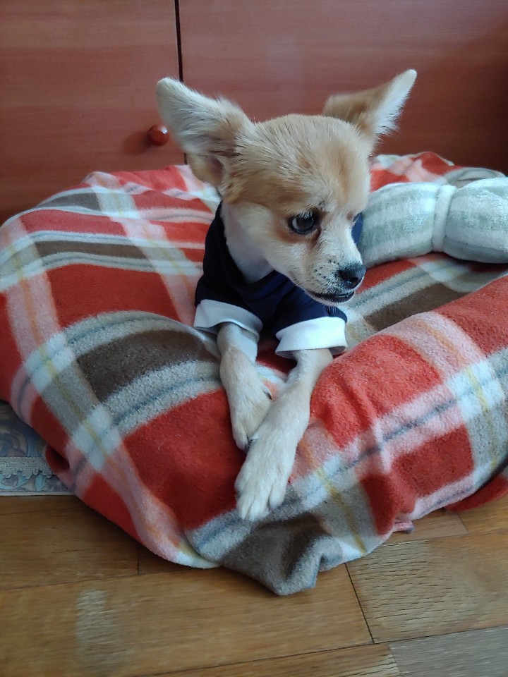 오원(현 미로) 입양 후 한달이야기