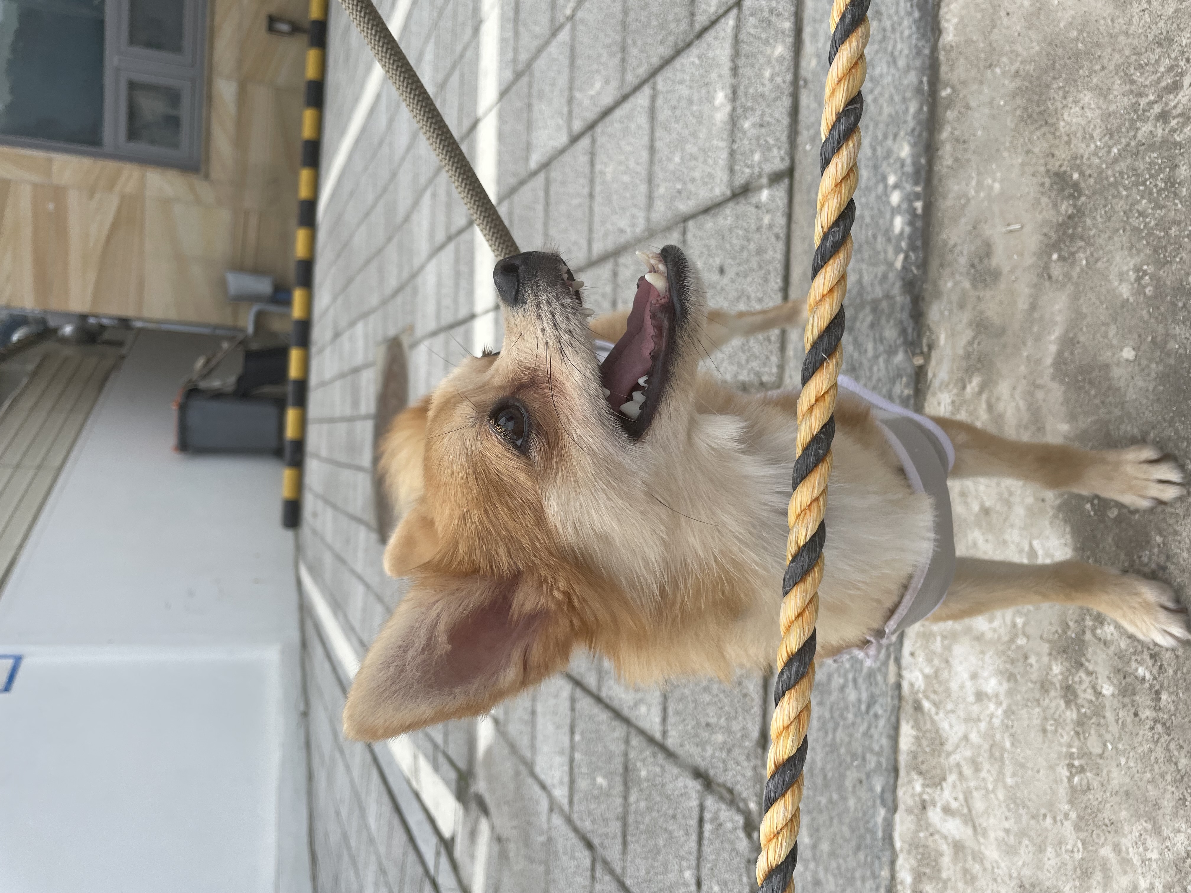 오원(현 미로) 입양 후 한달이야기