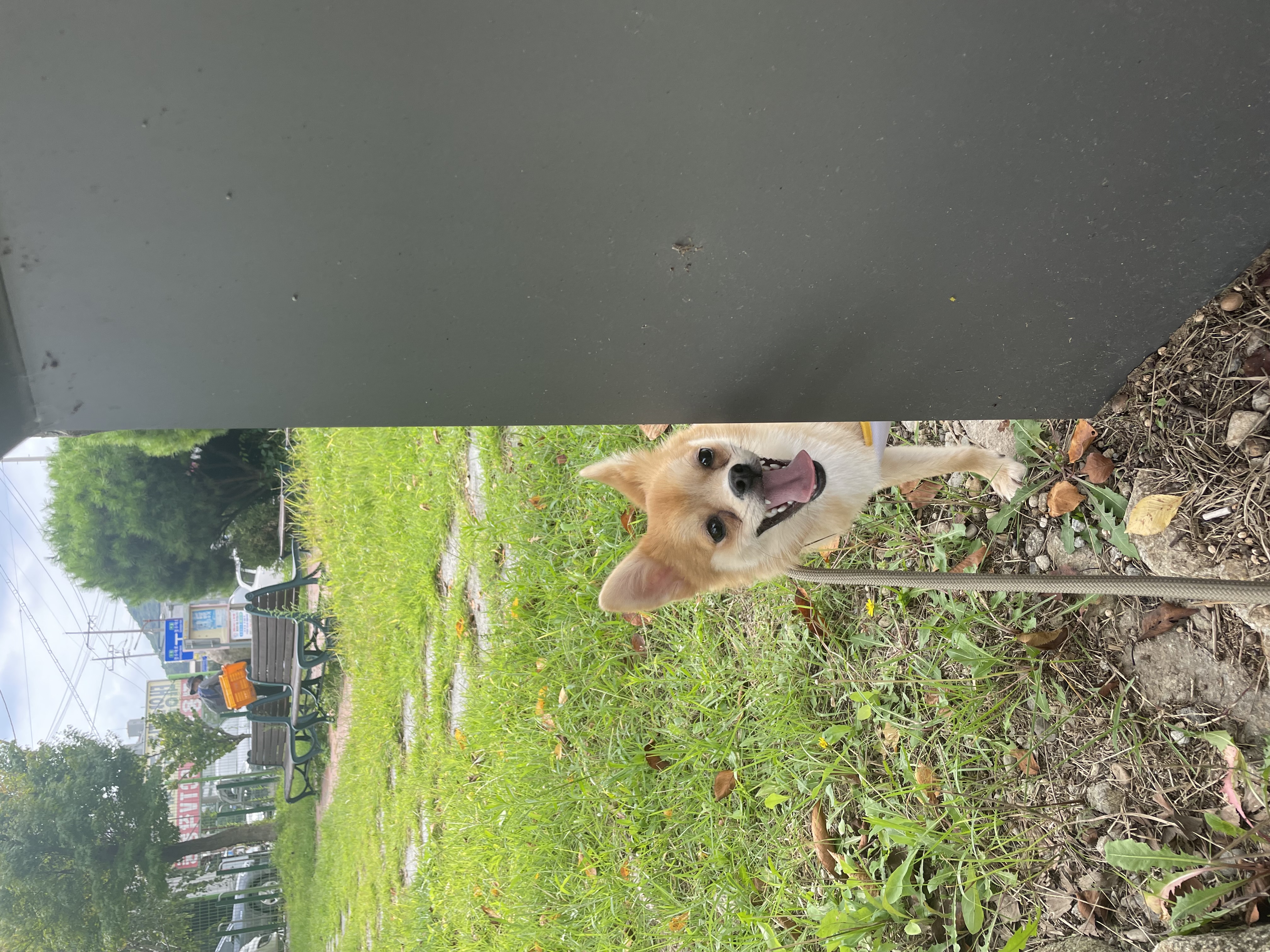 오원(현 미로) 입양 후 한달이야기