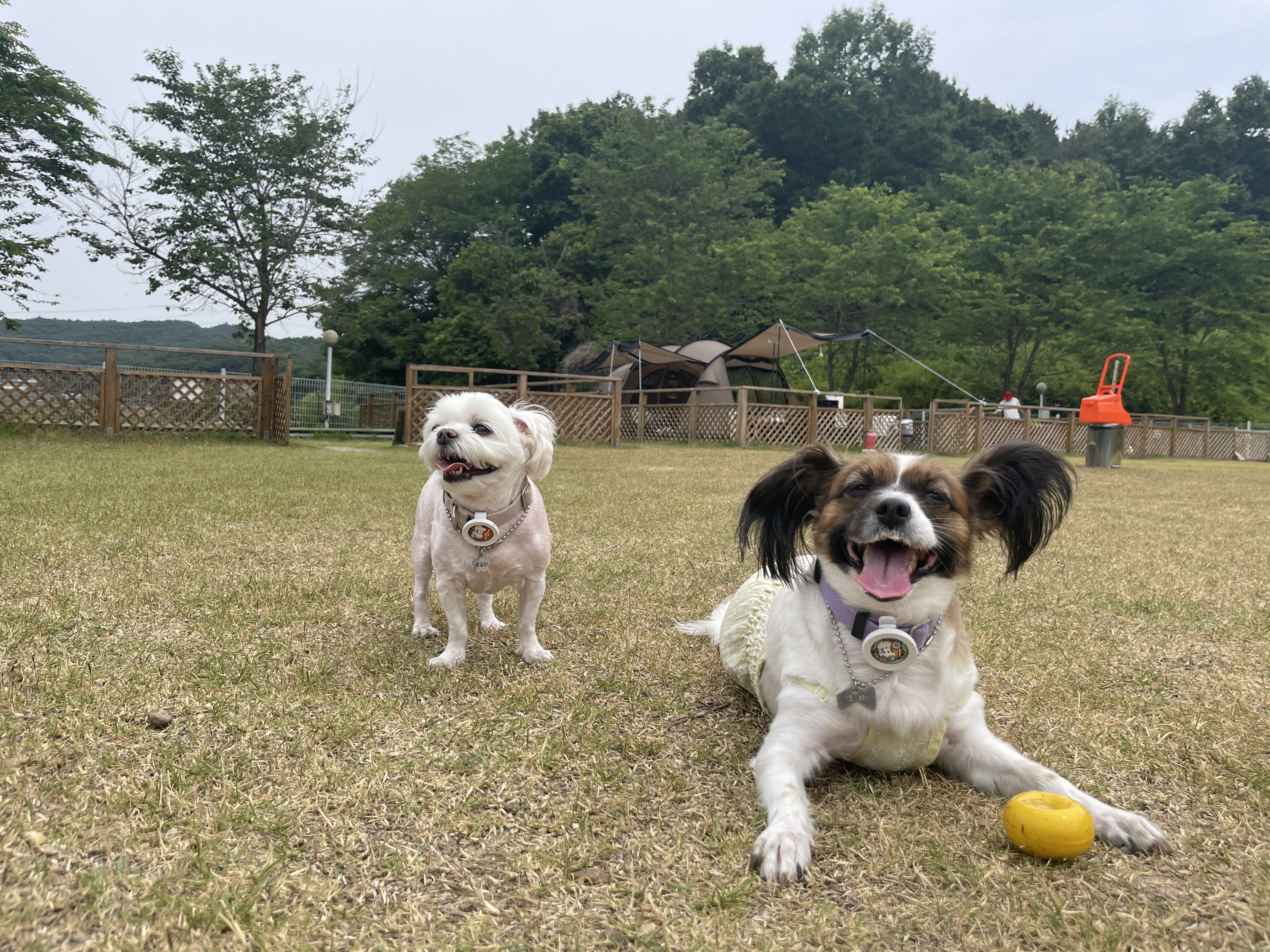 은하 (토리 ) 후기 벌써 2년이 지났습니다 