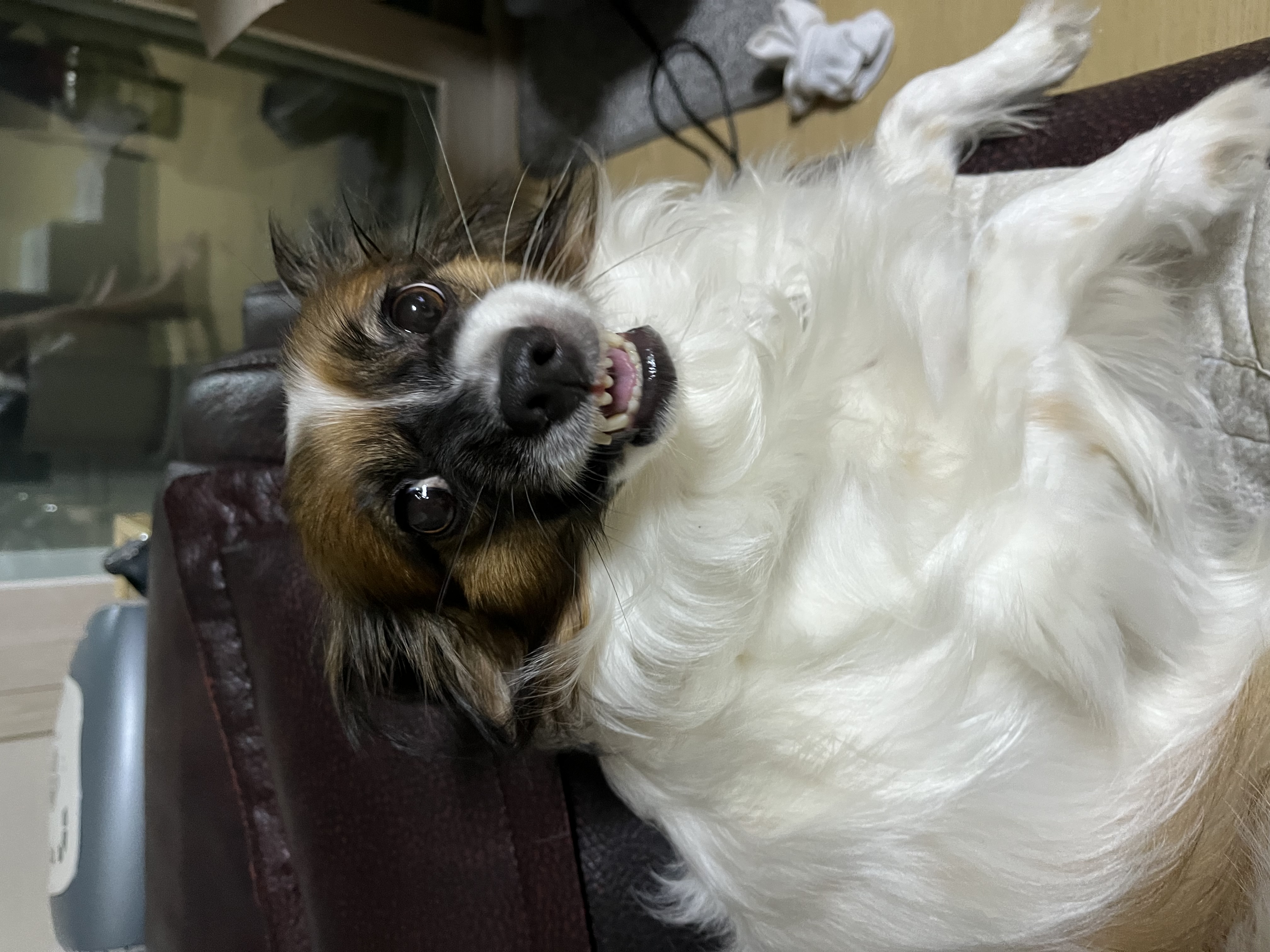 은하 (토리 ) 후기 벌써 2년이 지났습니다 