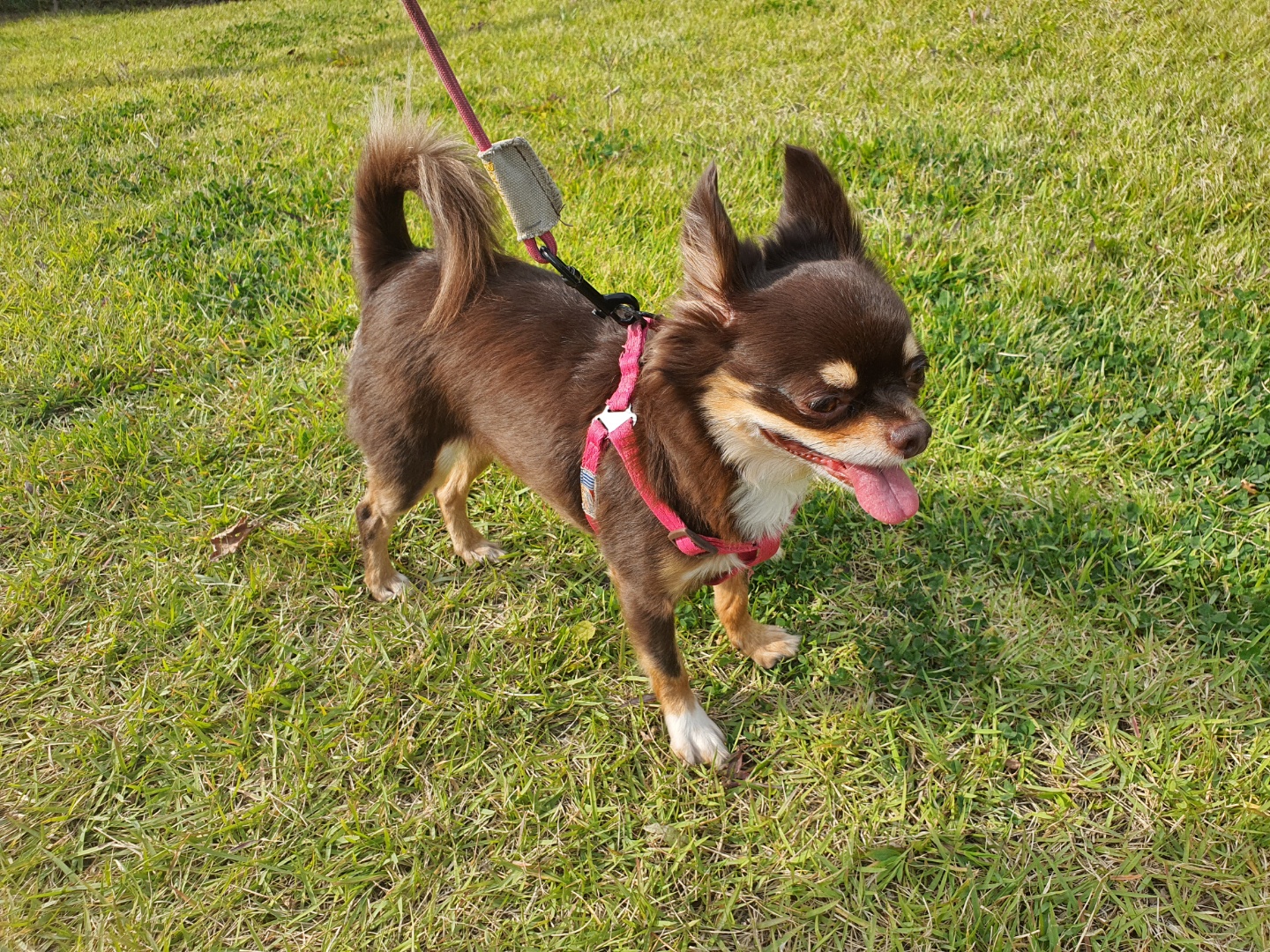 이지(평택치와와 하트)가 온지 3년 