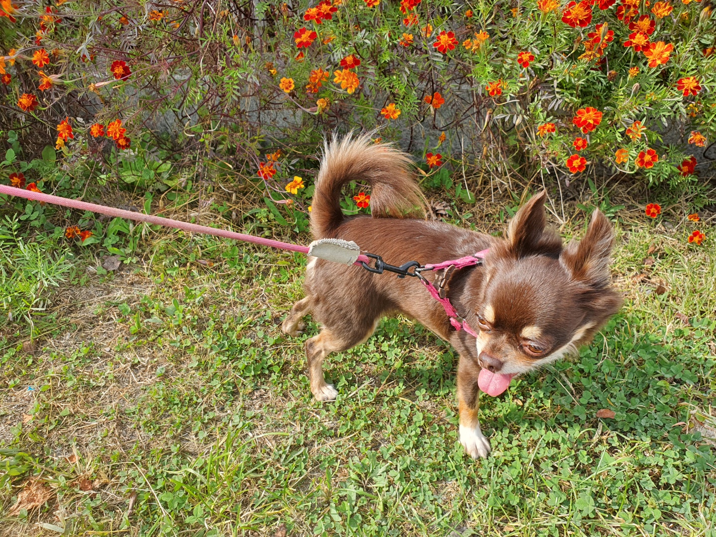 이지(평택치와와 하트)가 온지 3년 