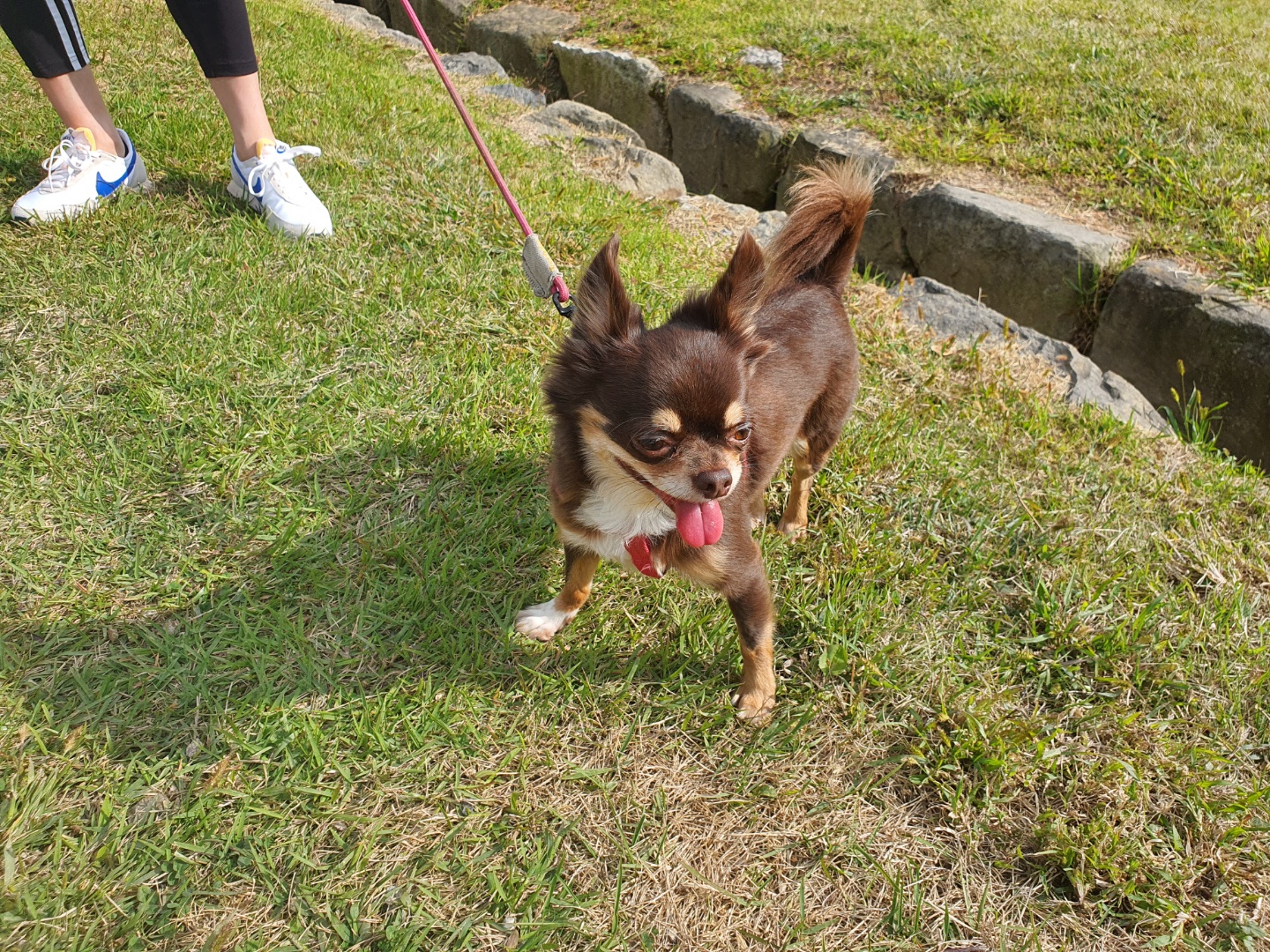 이지(평택치와와 하트)가 온지 3년 