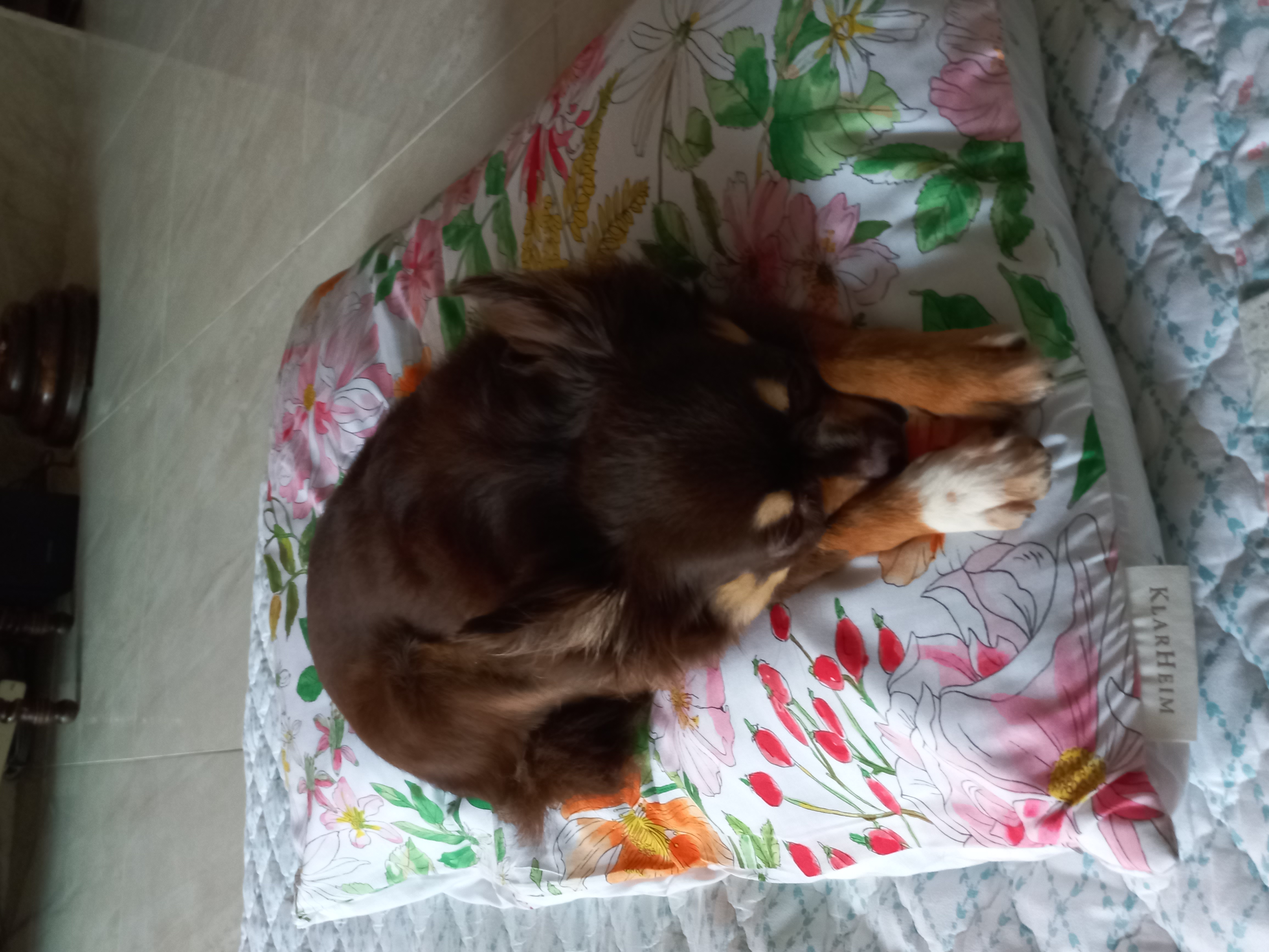 이지(평택치와와 하트)가 온지 3년 