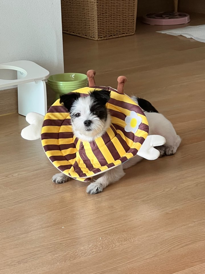 리코와 라이카의 근황입니다~!