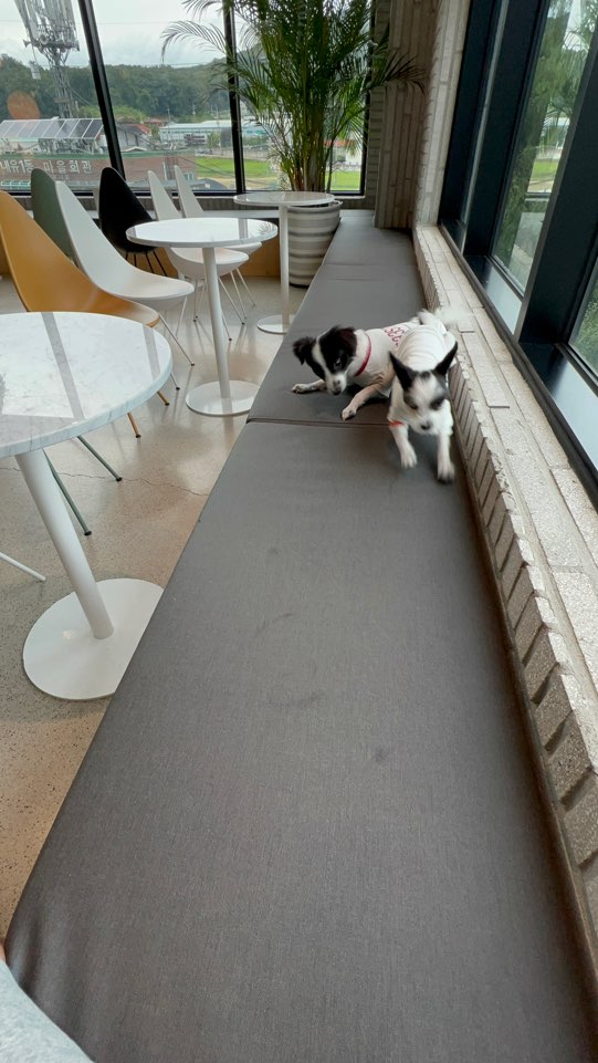 리코와 라이카의 근황입니다~!