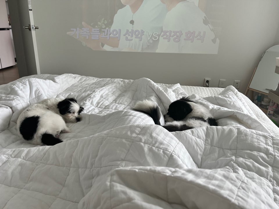 리코와 라이카의 근황입니다~!