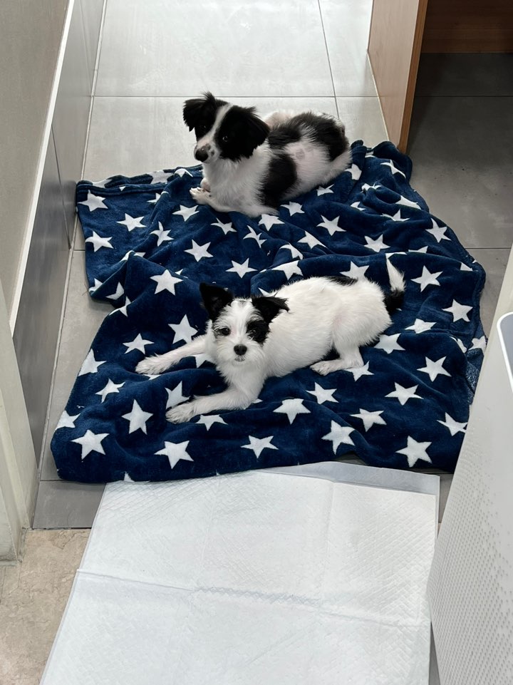 리코와 라이카의 근황입니다~!