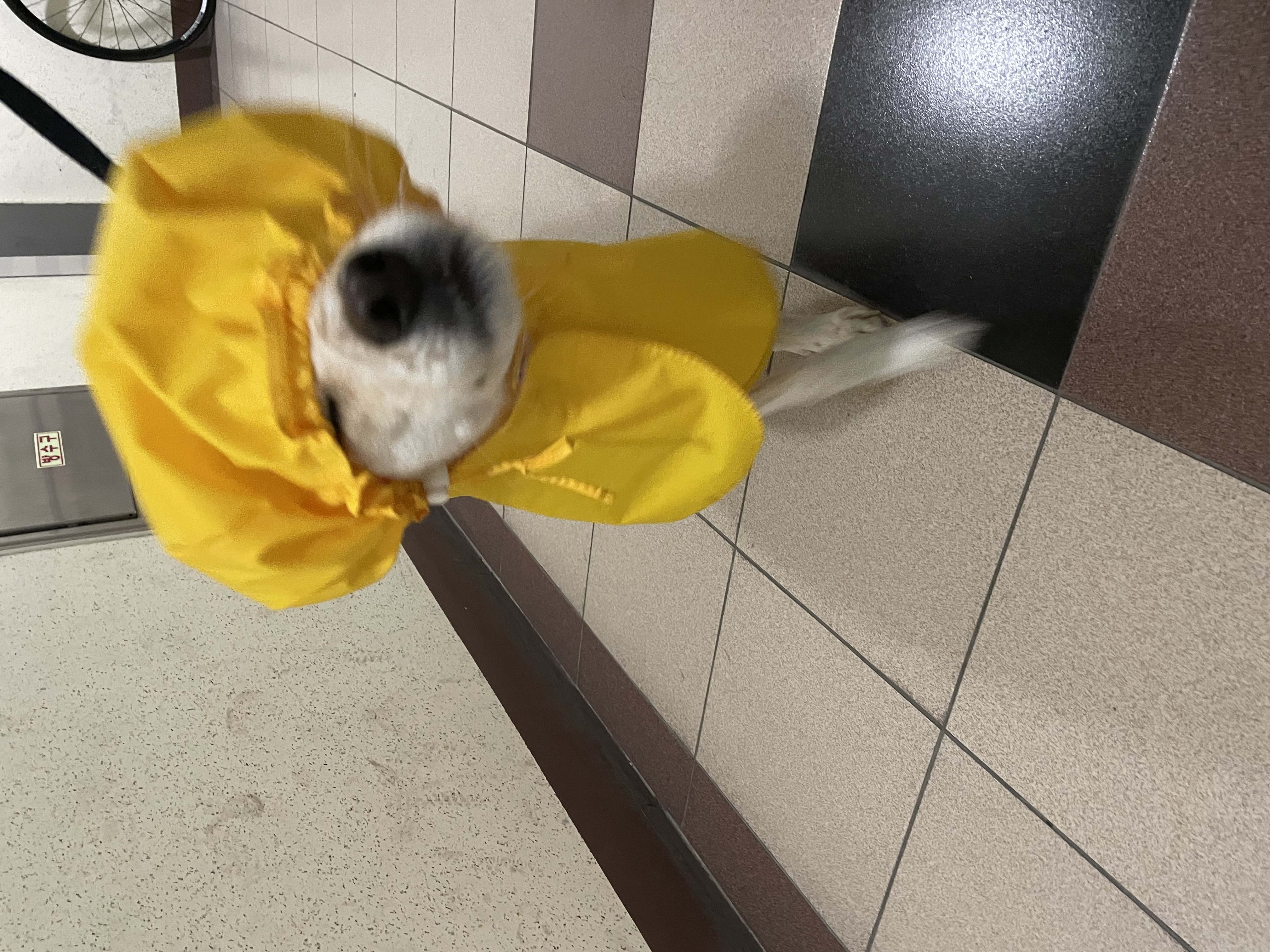 구 멍구 현 아토 집에 온 지 2년