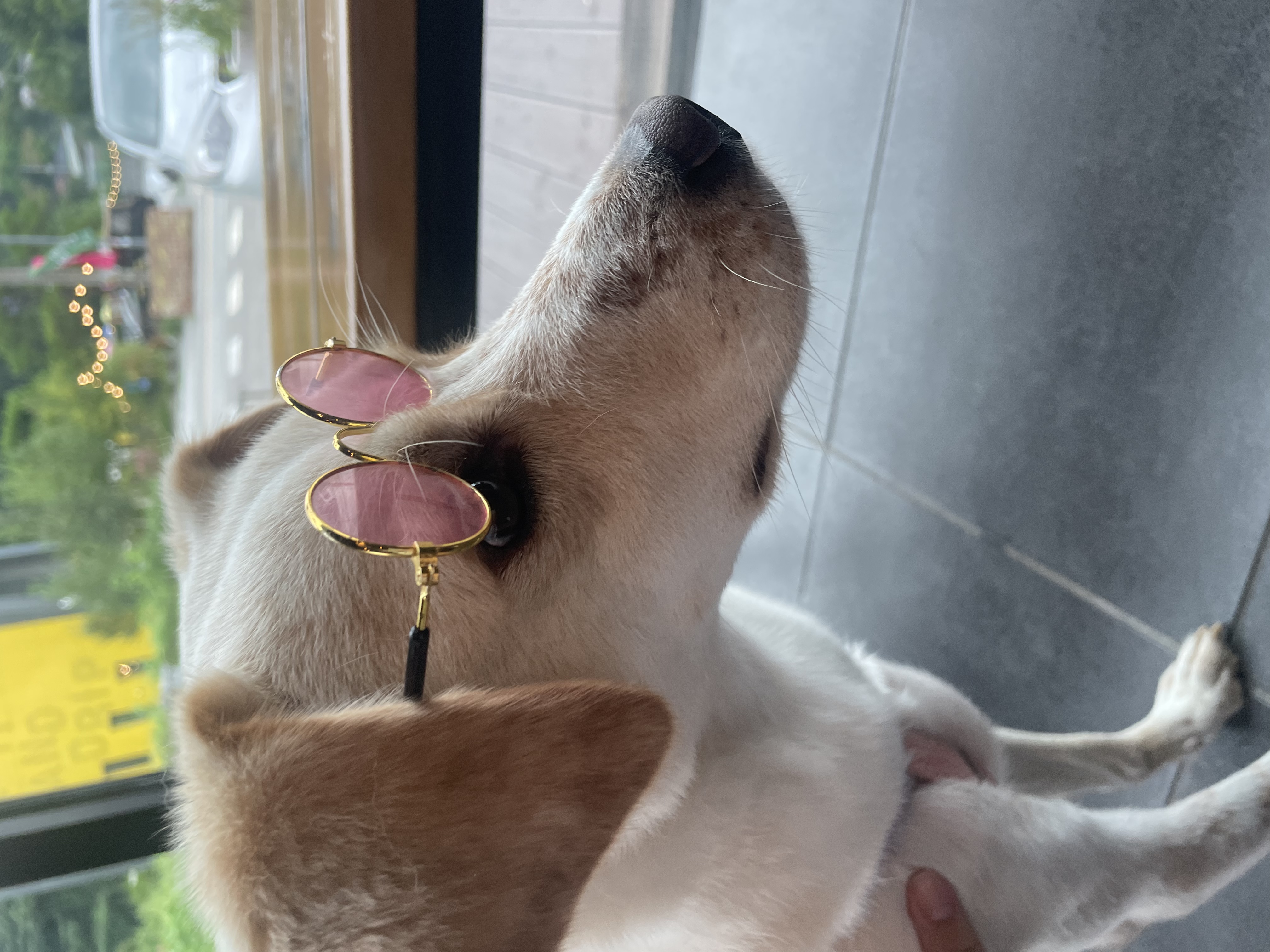 구 멍구 현 아토 집에 온 지 2년