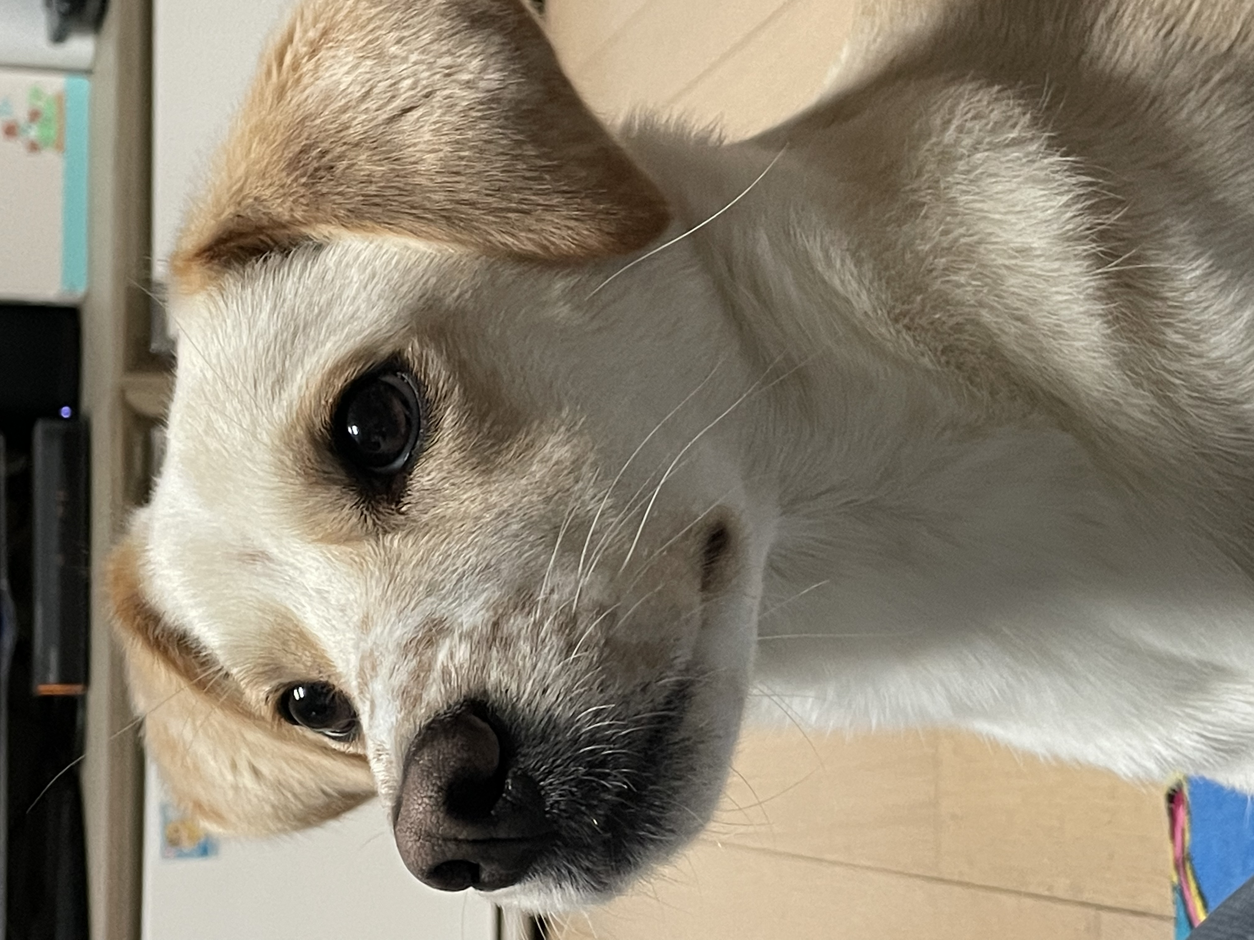 구 멍구 현 아토 집에 온 지 2년