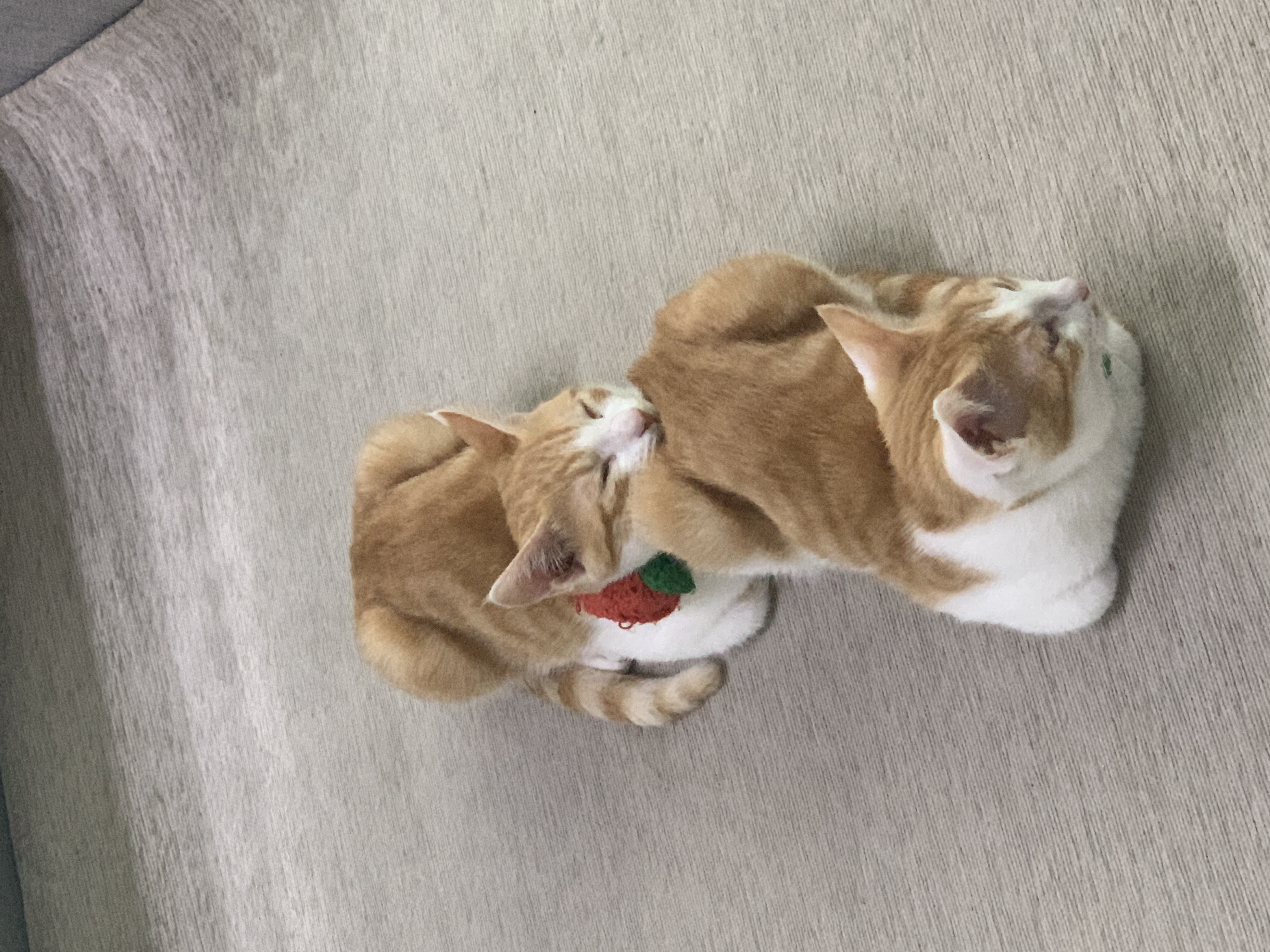 바니와 차니 의 성장 일기 (feat입양3개월)