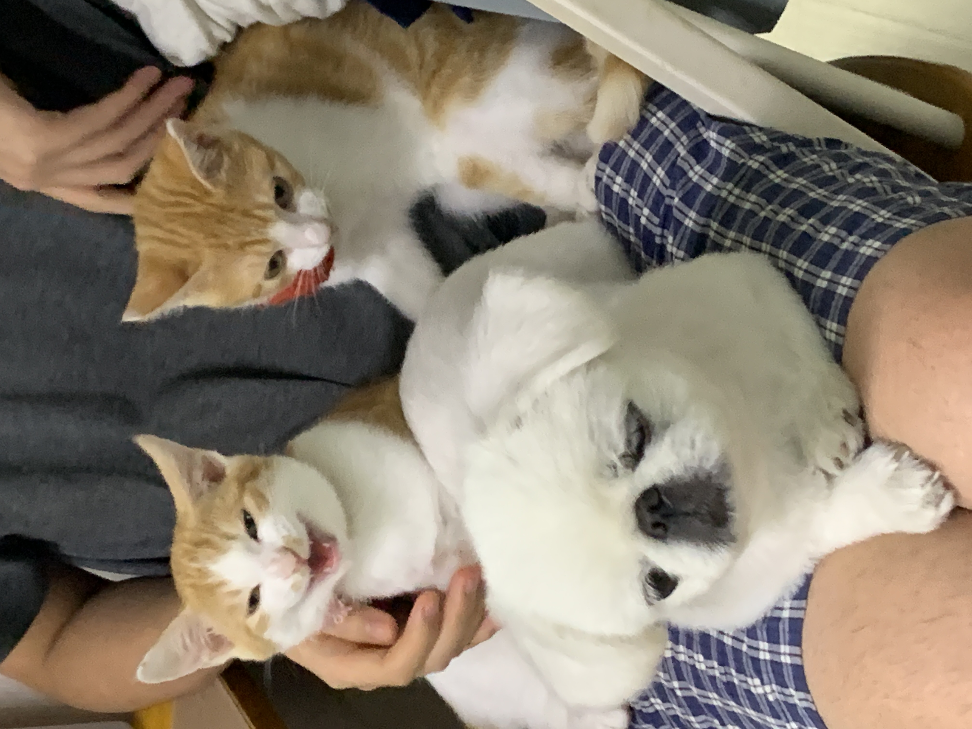 바니와 차니 의 성장 일기 (feat입양3개월)