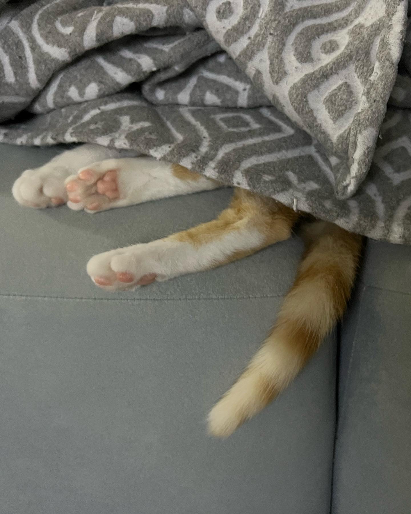 바니와 차니 의 성장 일기 (feat입양3개월)