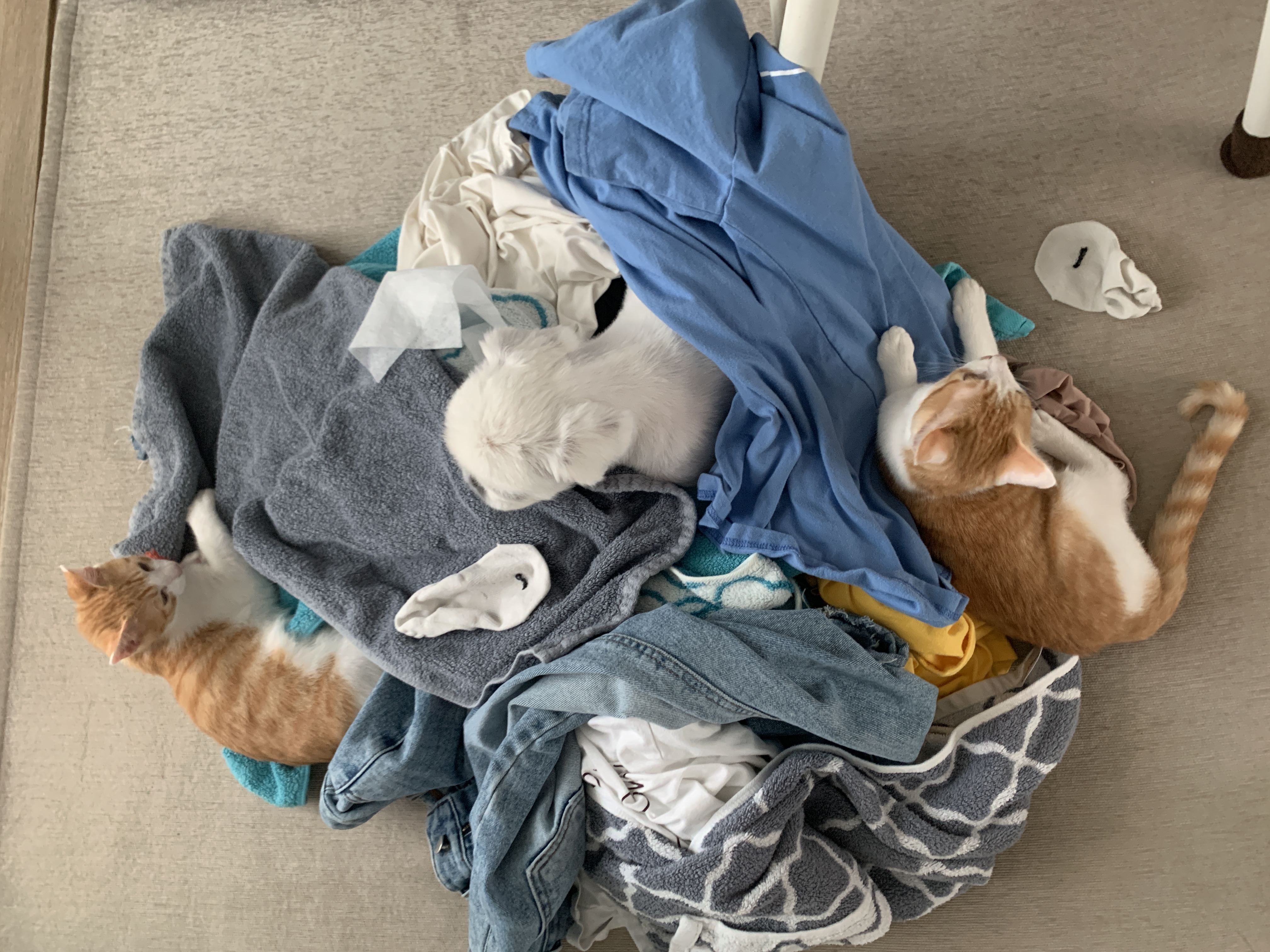 바니와 차니 의 성장 일기 (feat입양3개월)