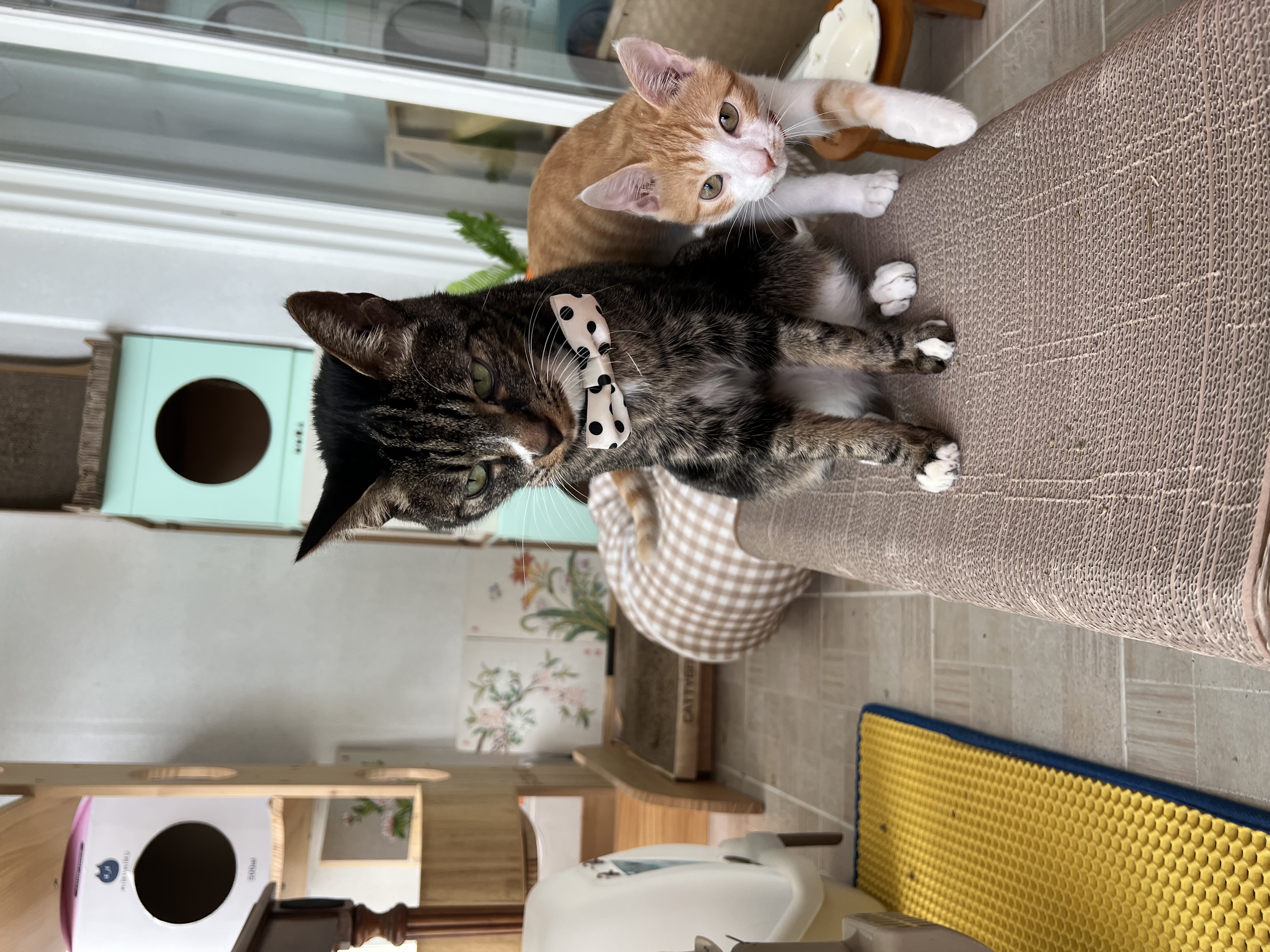 바니와 차니 의 성장 일기 (feat입양3개월)