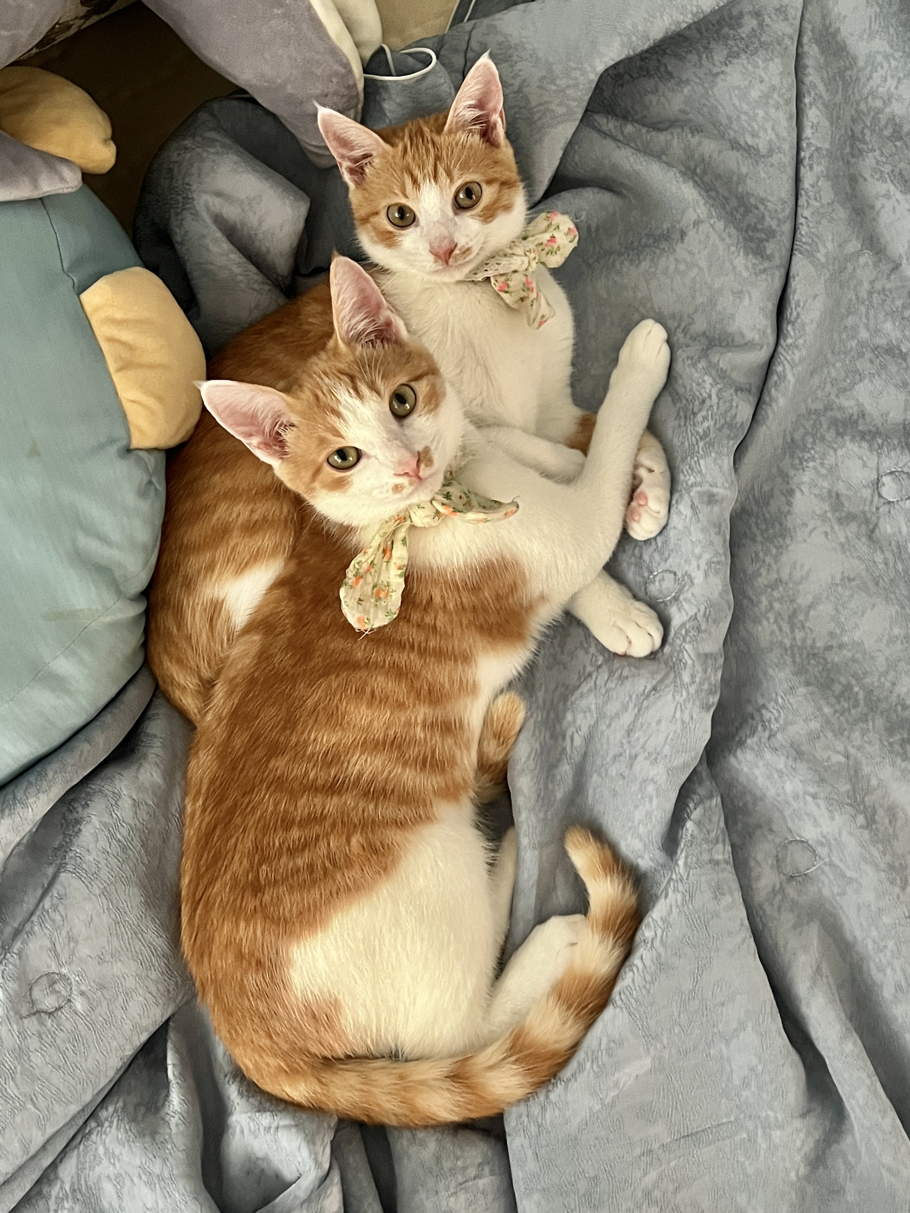 바니와 차니 의 성장 일기 (feat입양3개월)