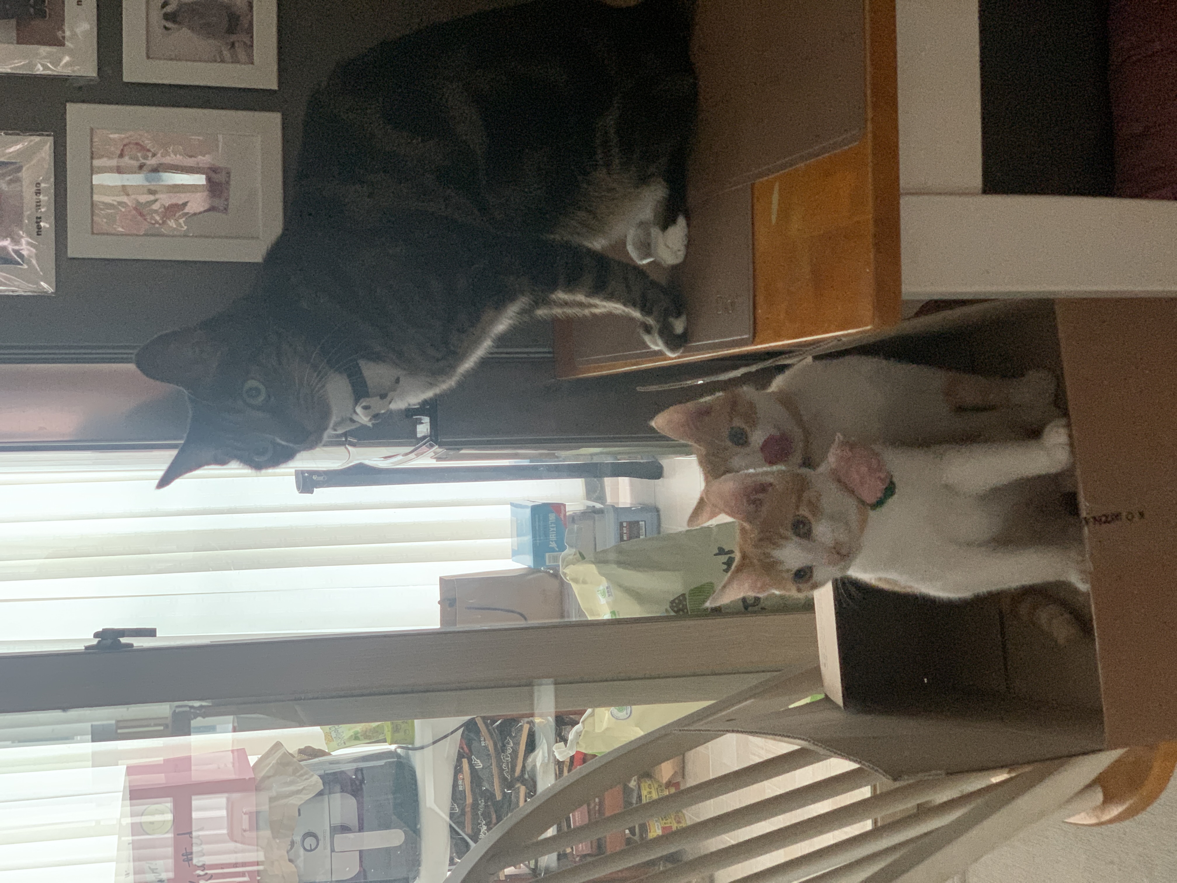 바니와 차니 의 성장 일기 (feat입양3개월)