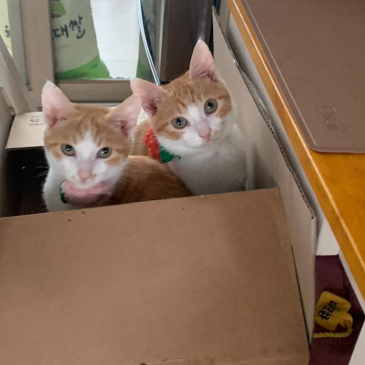 바니와 차니 의 성장 일기 (feat입양3개월)